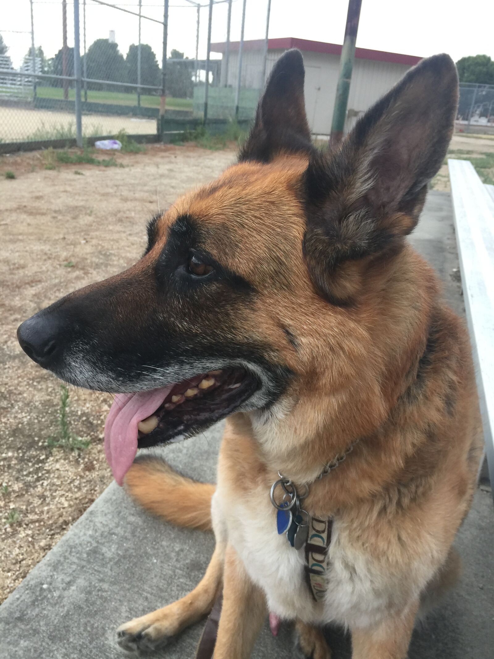 iPhone 6 Plus back camera 4.15mm f/2.2 sample photo. German, shepherd photography
