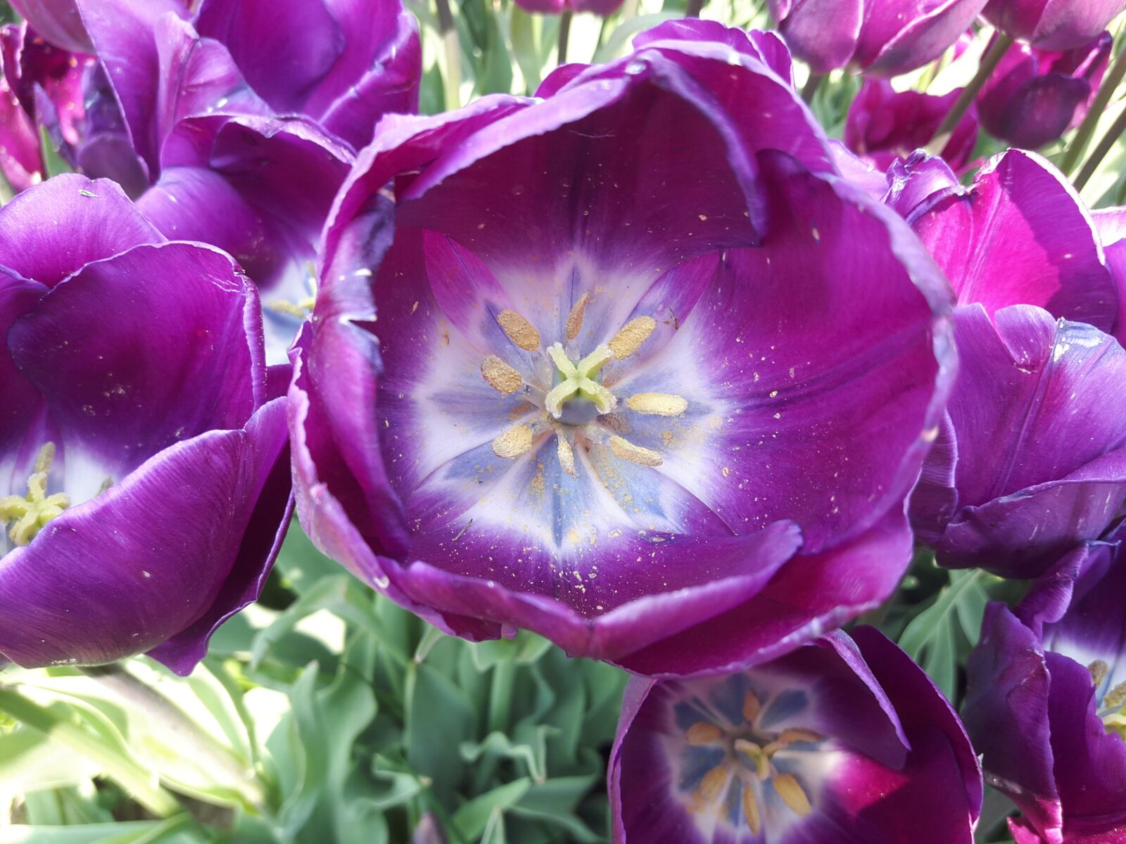 Samsung Galaxy A8 sample photo. Purple, tulips, flower photography