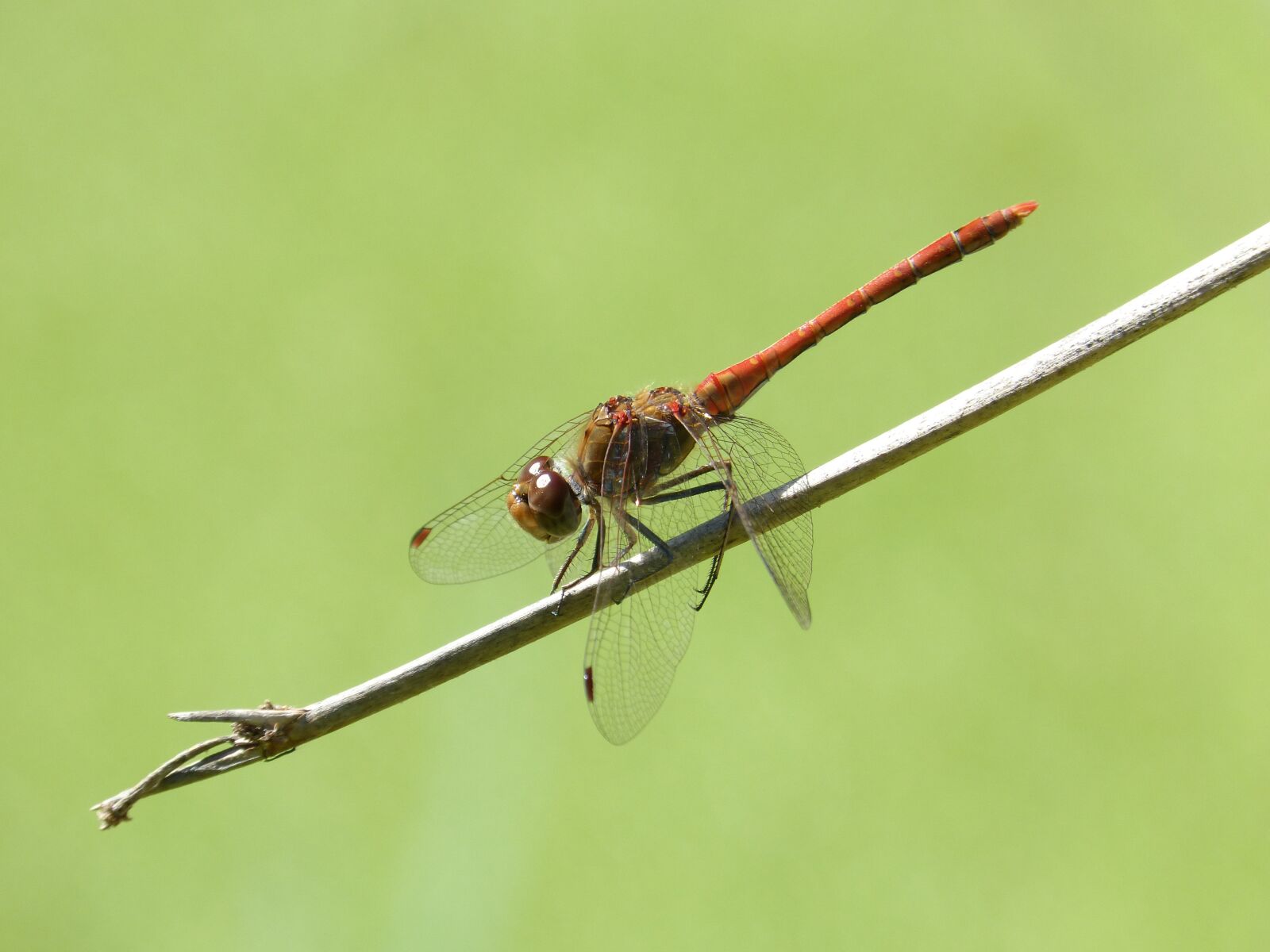 Panasonic DMC-FZ62 sample photo. Dragonfly, red dragonfly, branch photography