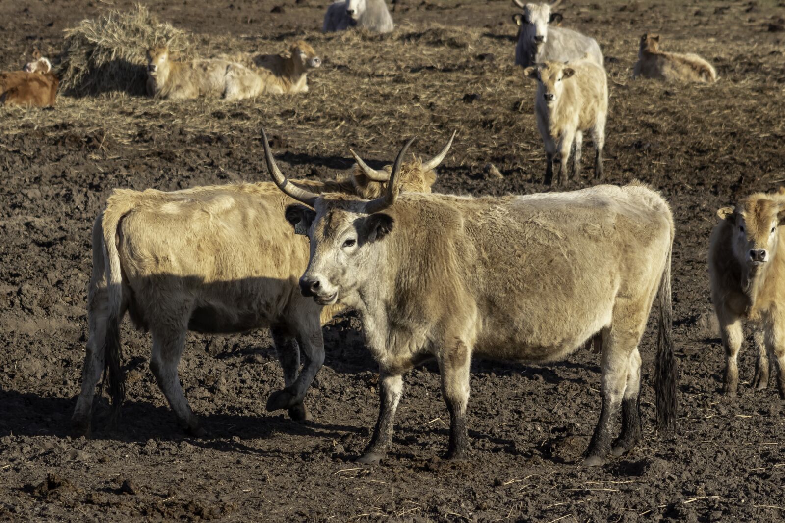 Canon EF75-300mm f/4-5.6 sample photo. Grey cattle, cattle, cow photography