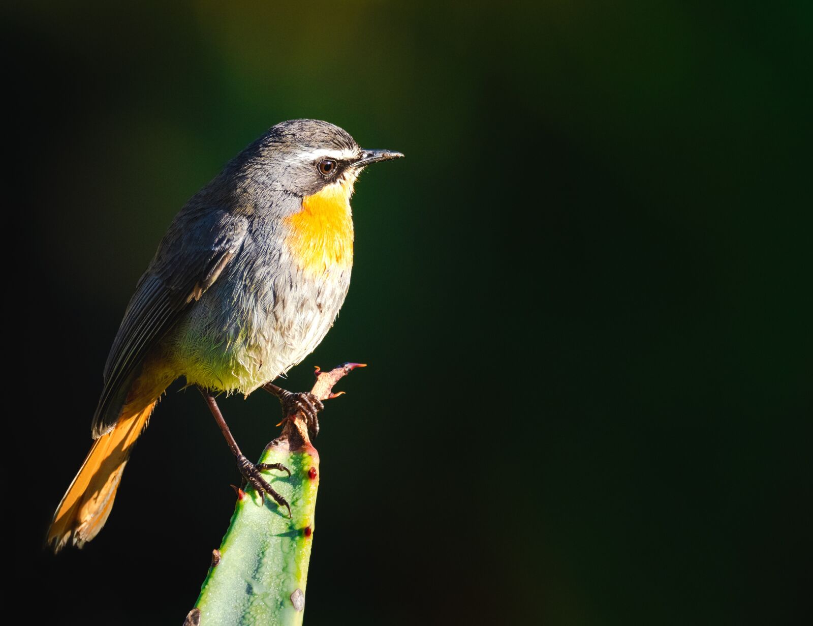 M.300mm F4.0 + MC-14 sample photo. Cape robin-chat, bird, avian photography