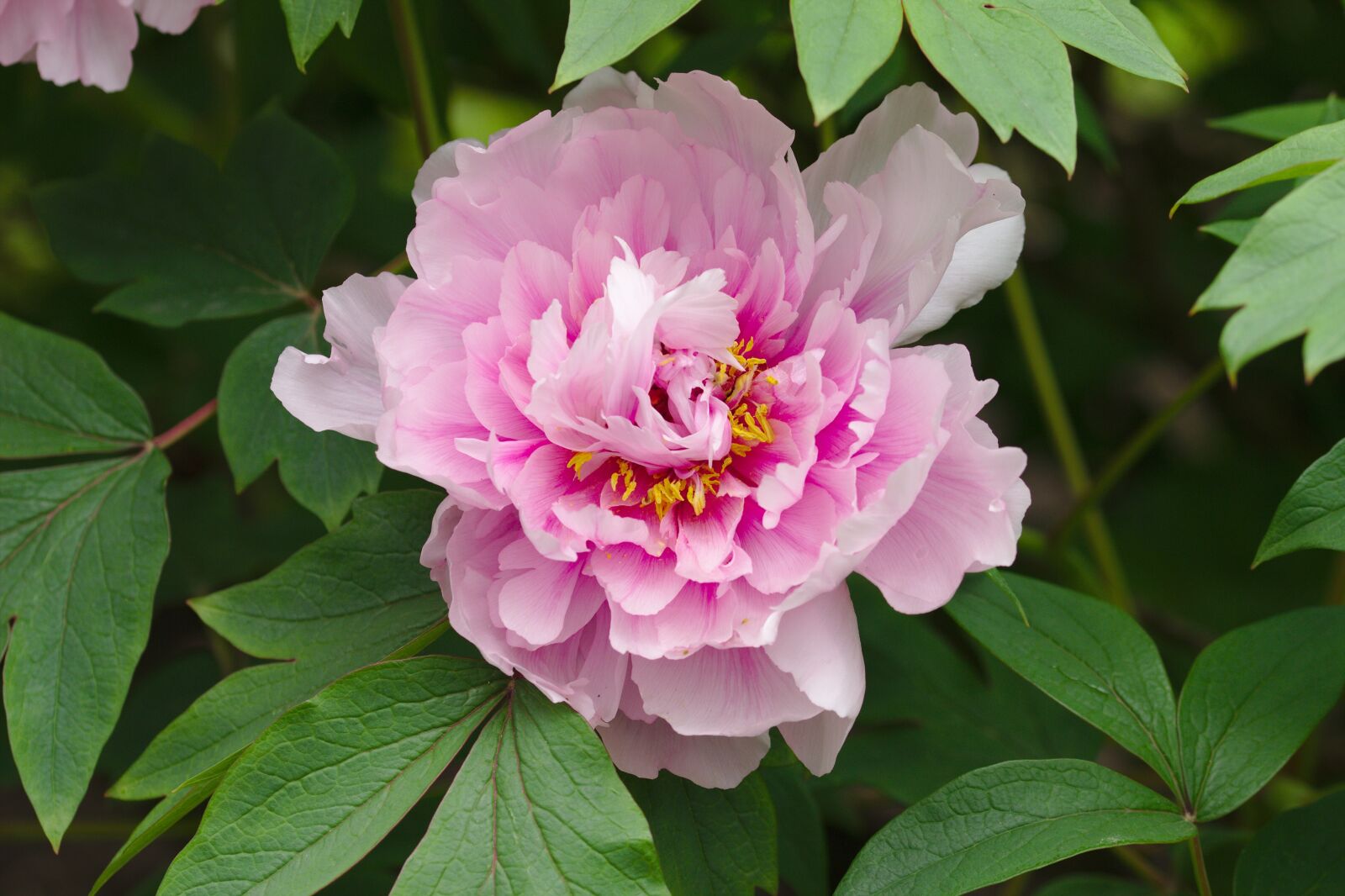 Canon EOS 600D (Rebel EOS T3i / EOS Kiss X5) sample photo. Flower, pink, nature photography