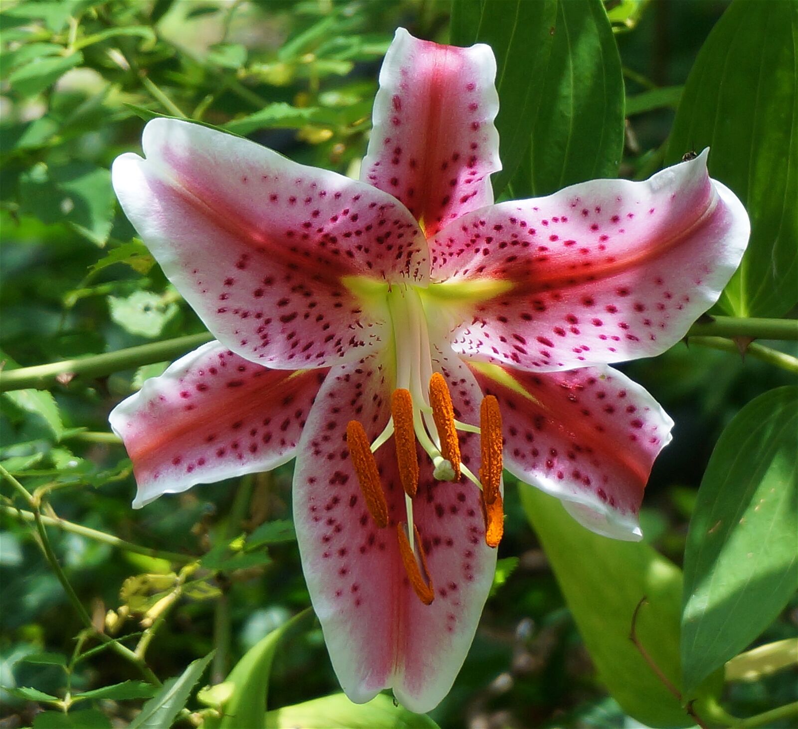 Sony Alpha NEX-5T sample photo. Asiatic lily fully open photography