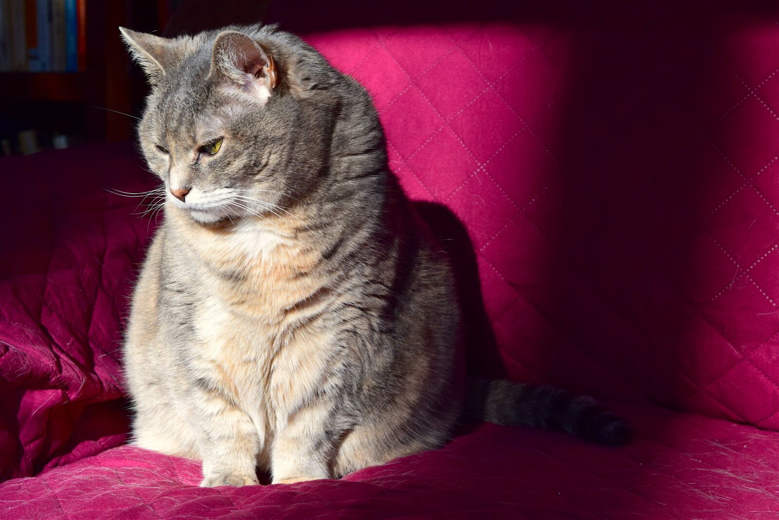 Nikon D3300 sample photo. Cat, sunlight, couch photography