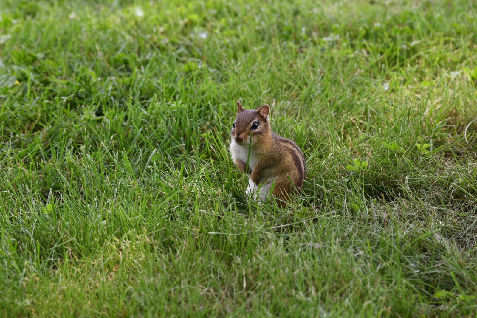 Nikon D850 sample photo. Chipmunk, squirrel, rodent photography
