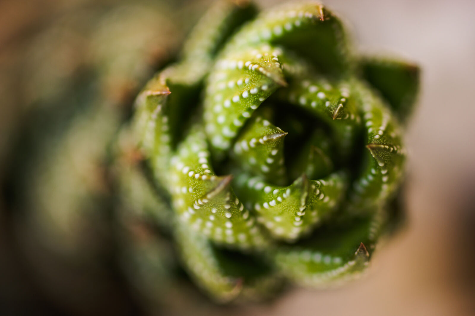 Sony SLT-A77 sample photo. Blurred, background, cactus, filter photography