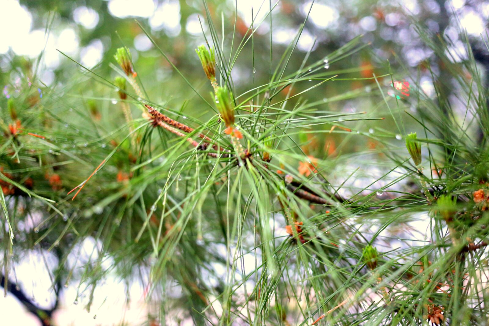 Canon EF 40mm F2.8 STM sample photo. Tree, nature, branch photography