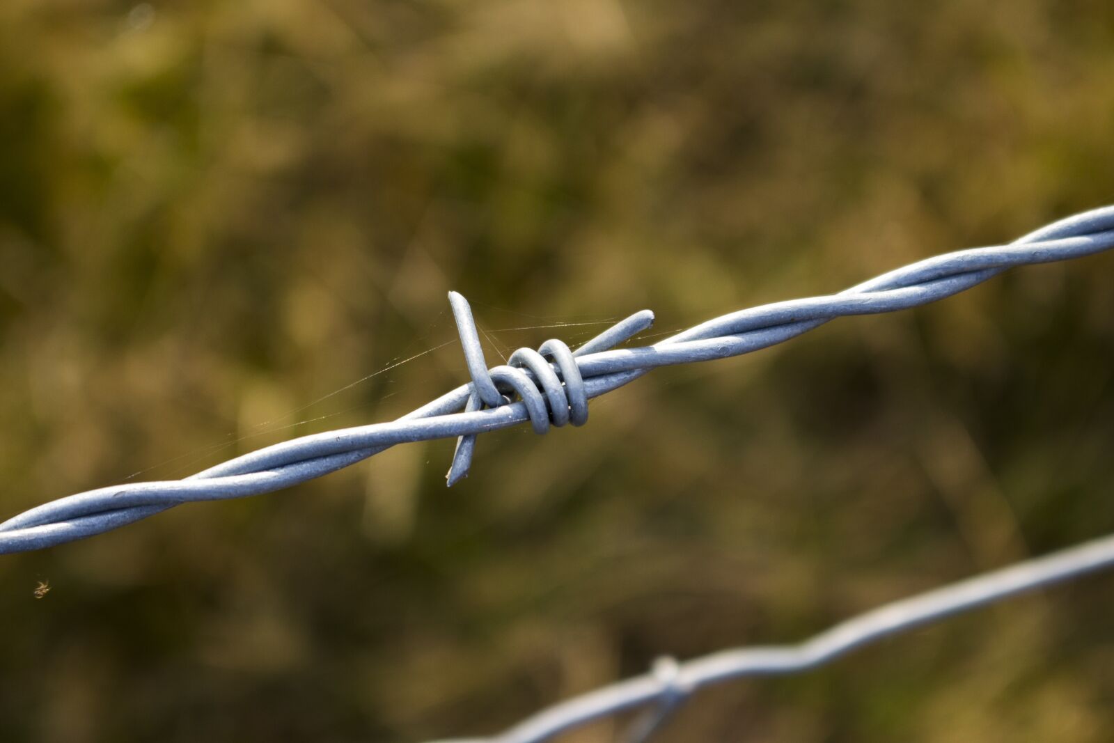 Canon EOS 700D (EOS Rebel T5i / EOS Kiss X7i) sample photo. Sting, wire, fence photography