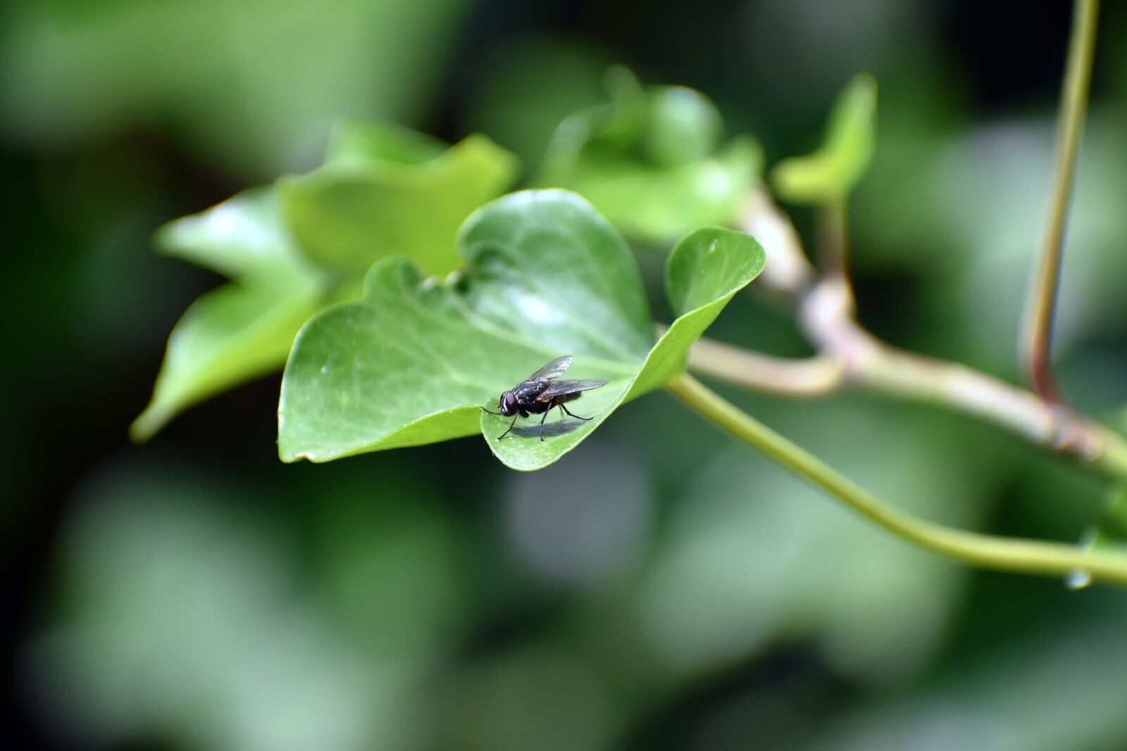 Nikon D3500 sample photo. Housefly, common housefly, ivy photography