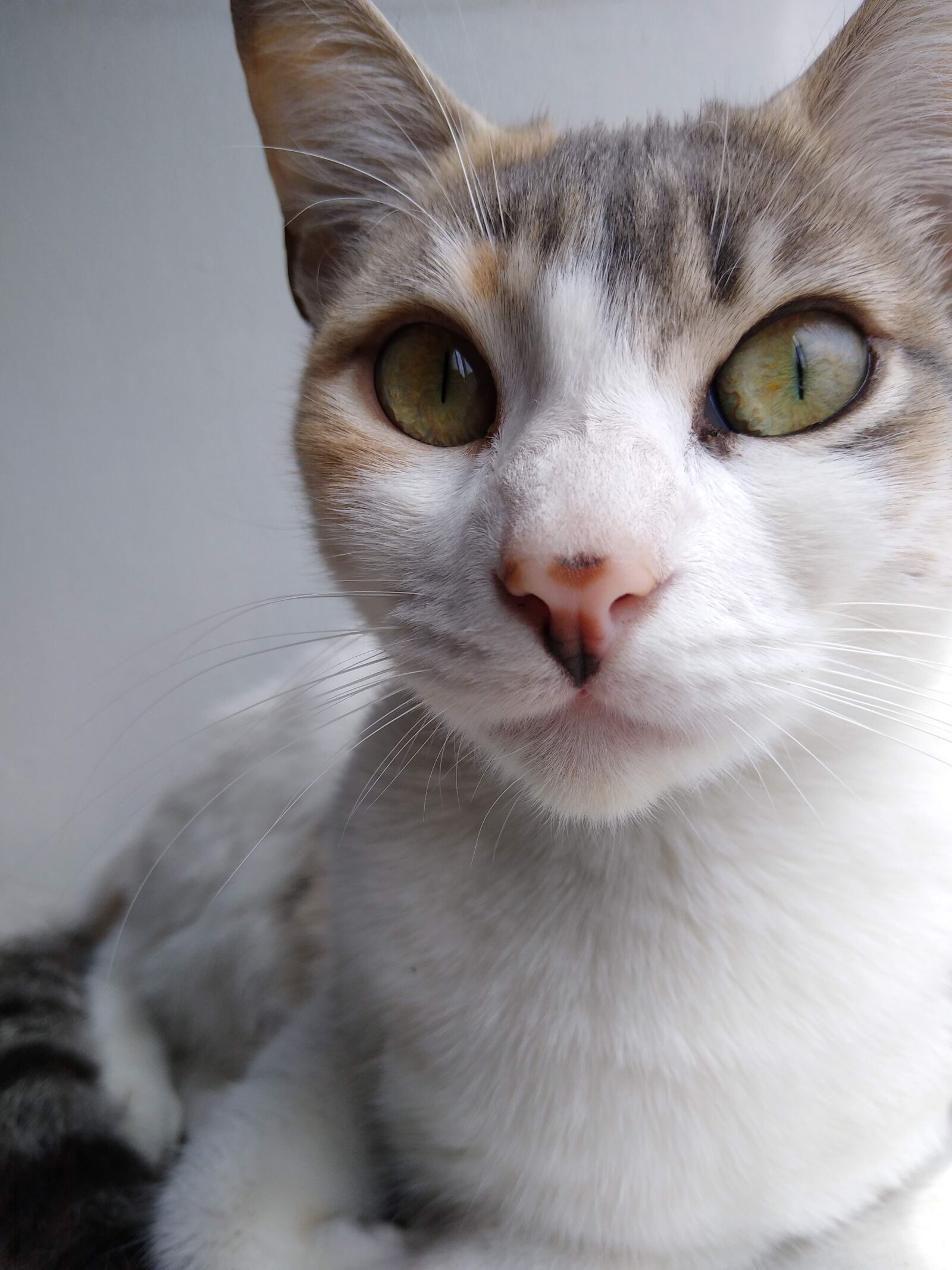 Motorola moto g(7) power sample photo. Cat, cute, pet photography