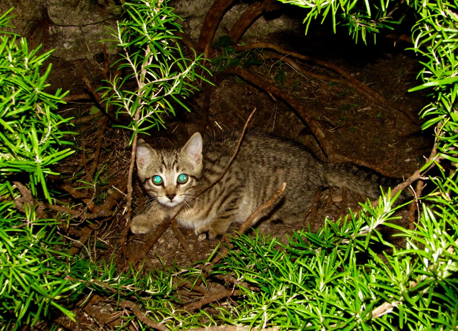 Canon PowerShot SX410 IS sample photo. Kitten, night, curious photography