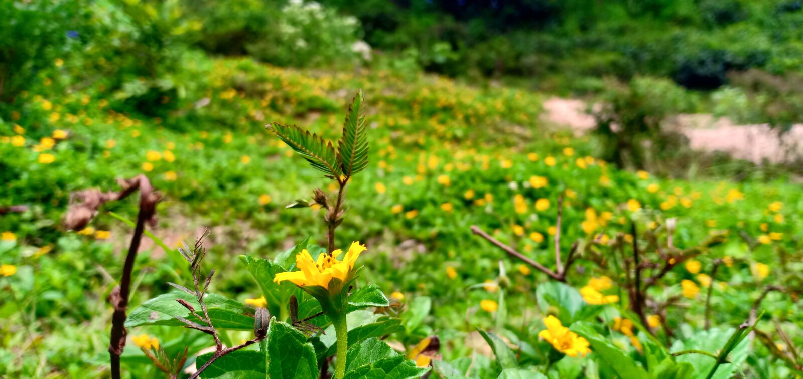 OPPO F7 sample photo. Flower, natural, spring photography