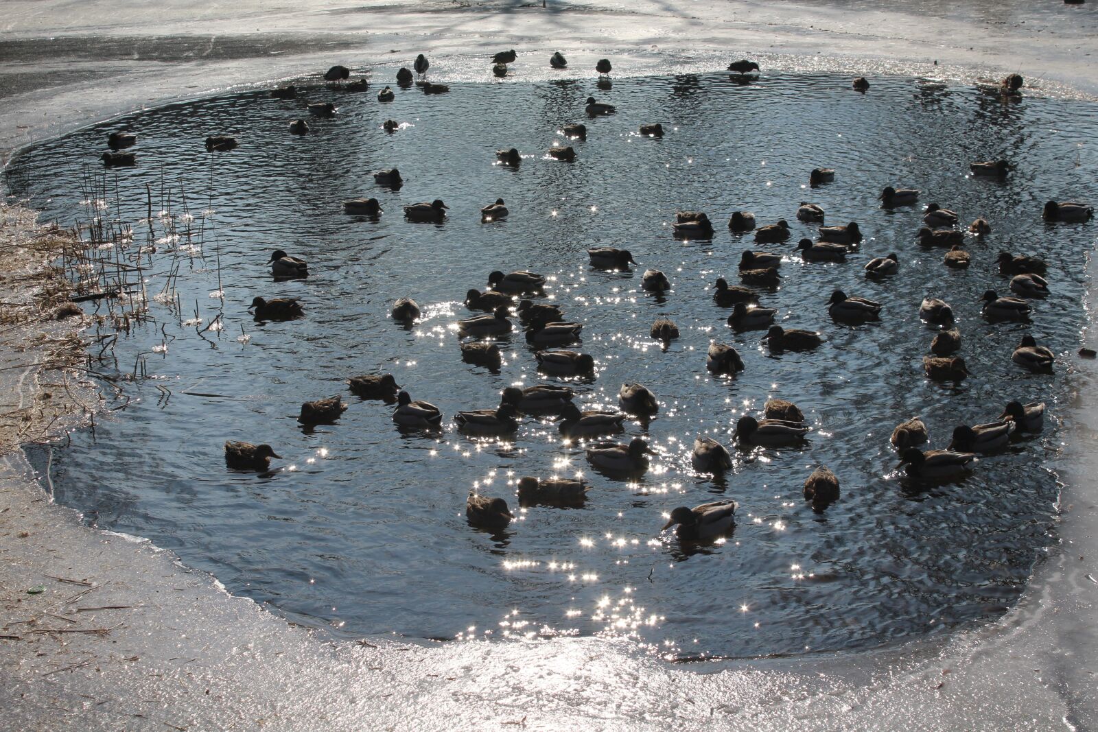 Canon EOS 1200D (EOS Rebel T5 / EOS Kiss X70 / EOS Hi) sample photo. Ducks, pond, winter photography