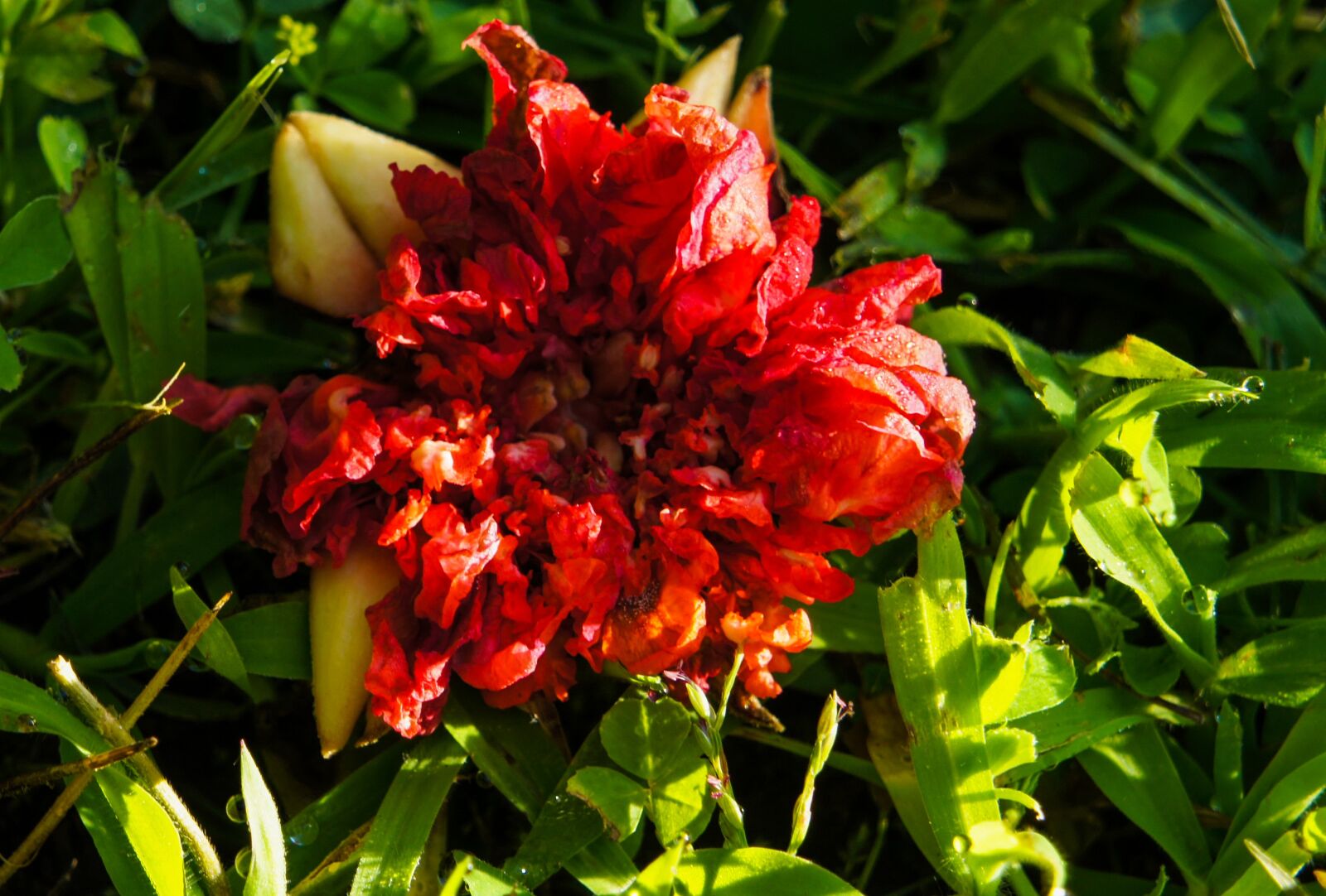 Sony Alpha NEX-3 sample photo. Flower, flowers, grenadier photography