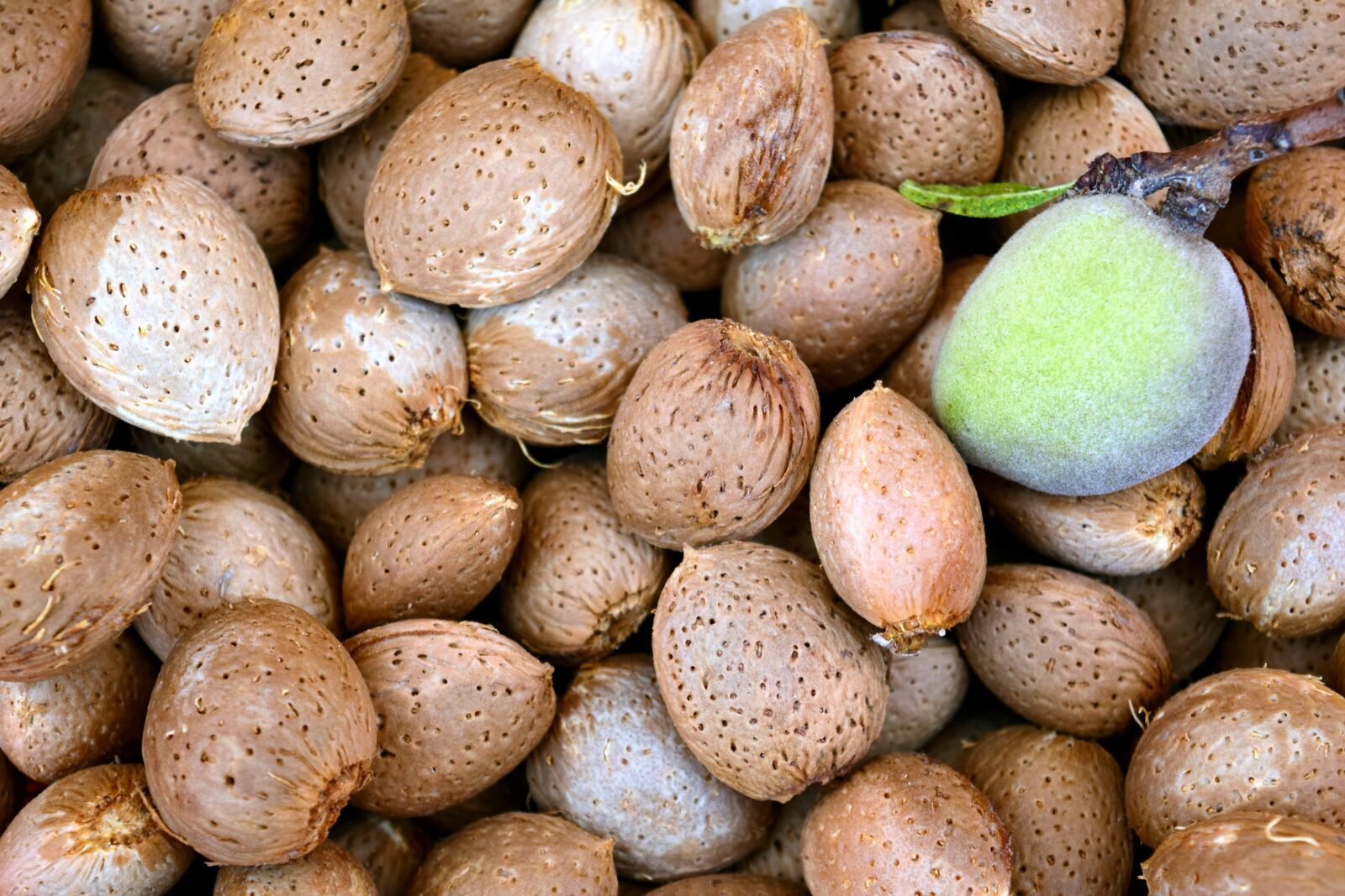 Nikon D3300 sample photo. Food, seed, nutrition, nature photography