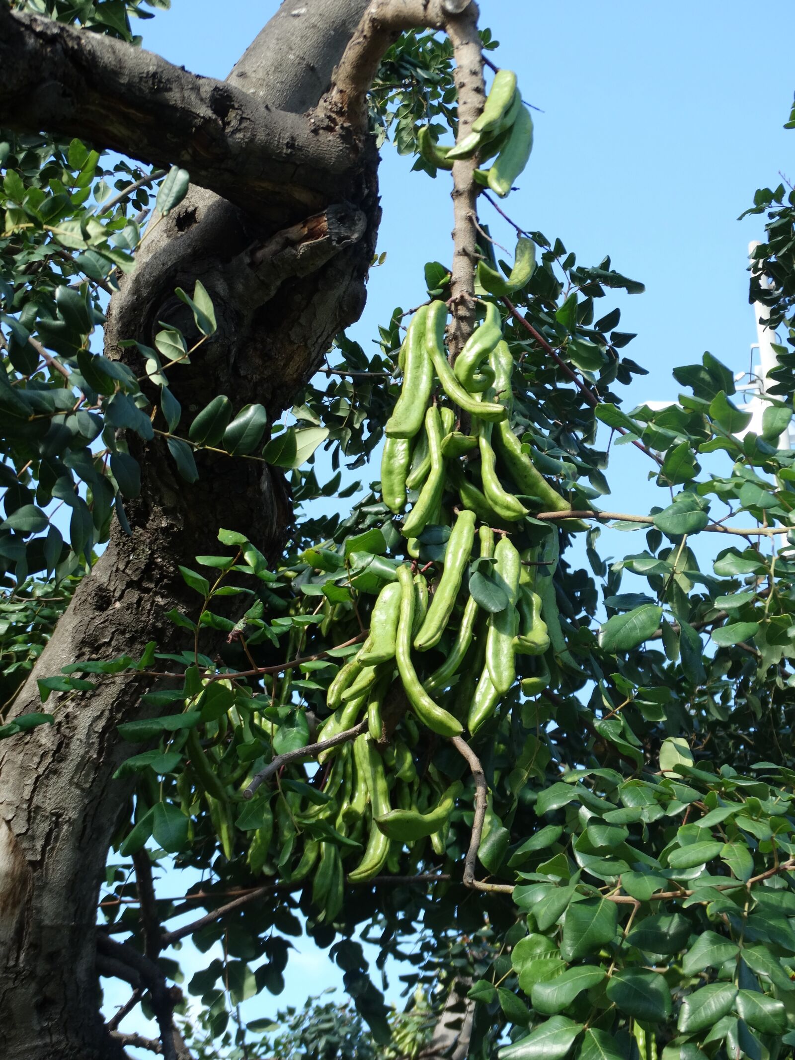 Sony Cyber-shot DSC-HX300 sample photo. Carob tree, seeds, tree photography