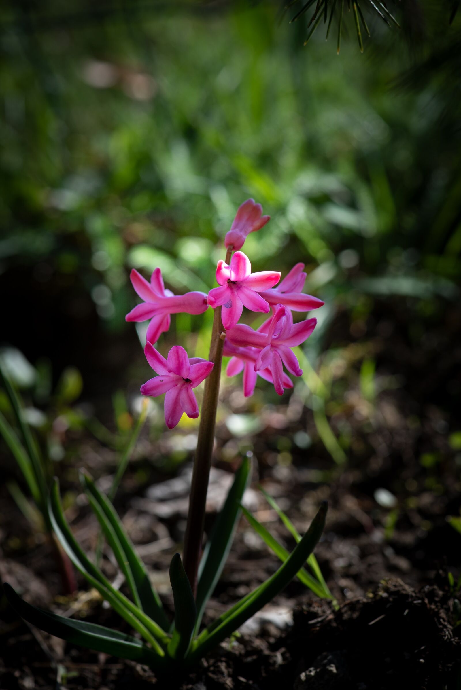 Nikon D750 sample photo. Hyacinth, flower, pink photography