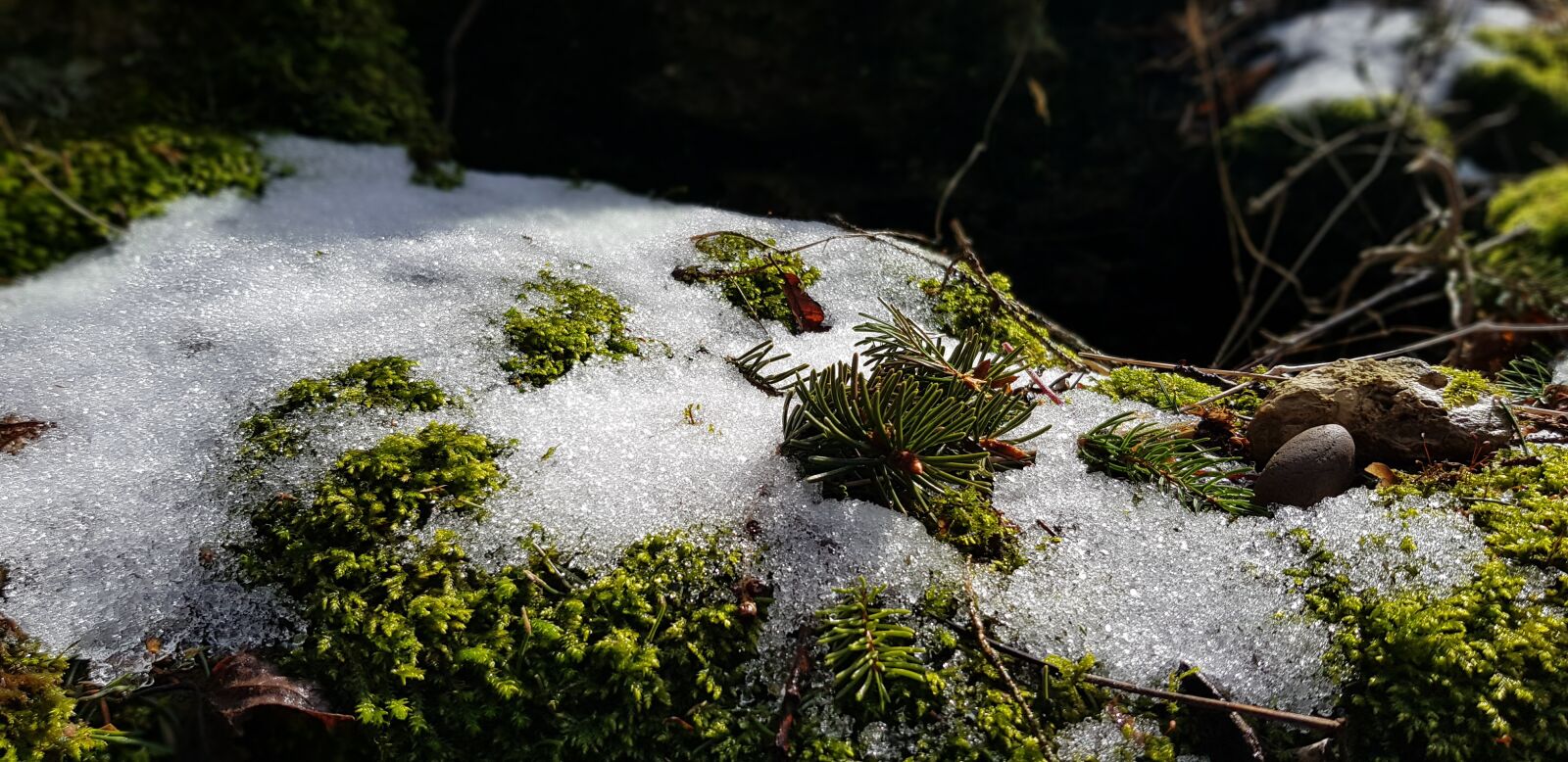 Samsung Galaxy S8 sample photo. Spring, snow, moss photography