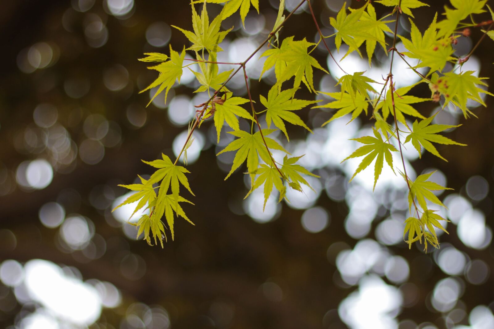 Canon EOS 70D + Canon EF 50mm F1.8 STM sample photo. Green, the leaves, plant photography