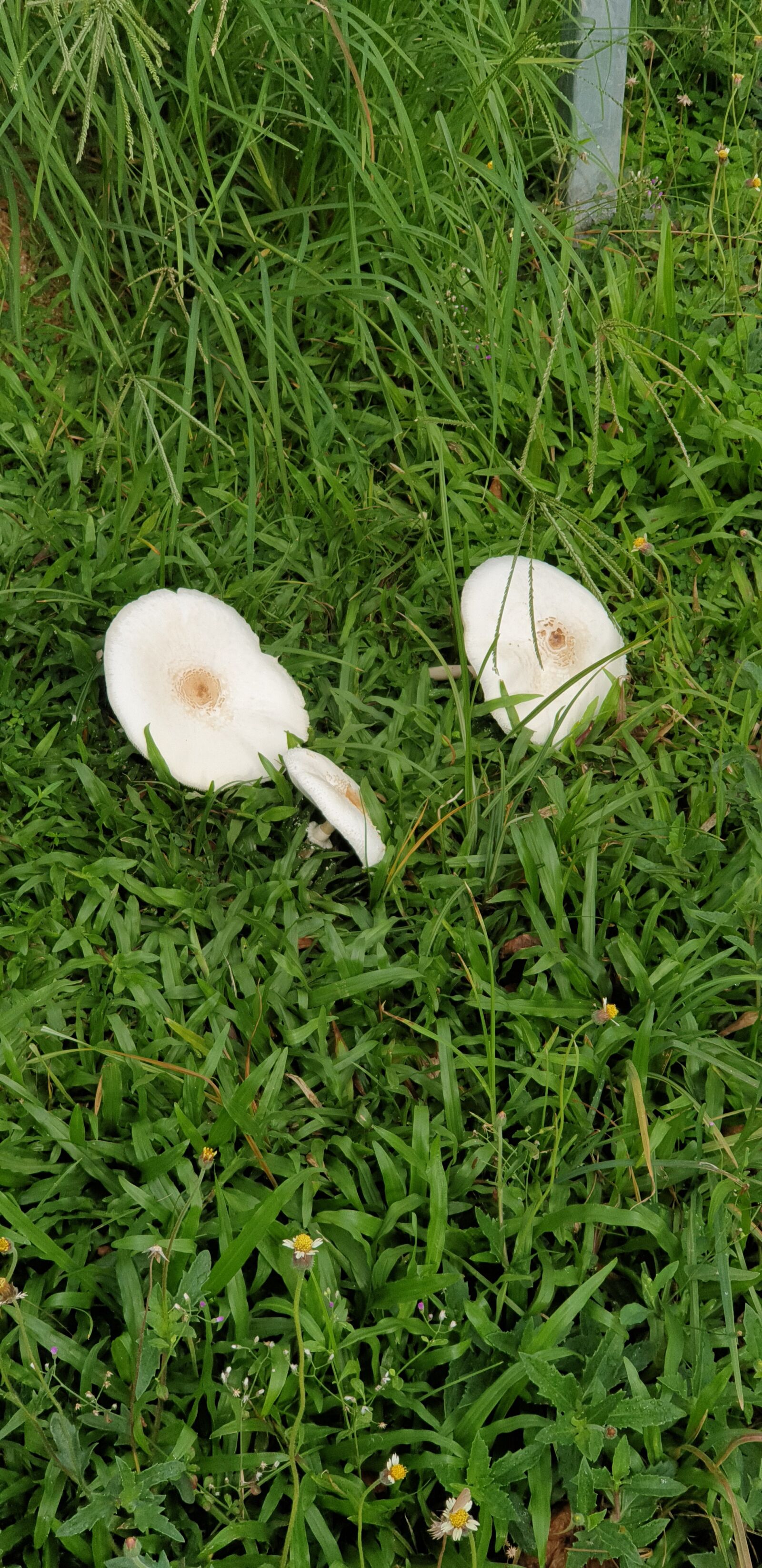 Samsung Galaxy Note9 sample photo. Mushroom, wild, fungi photography