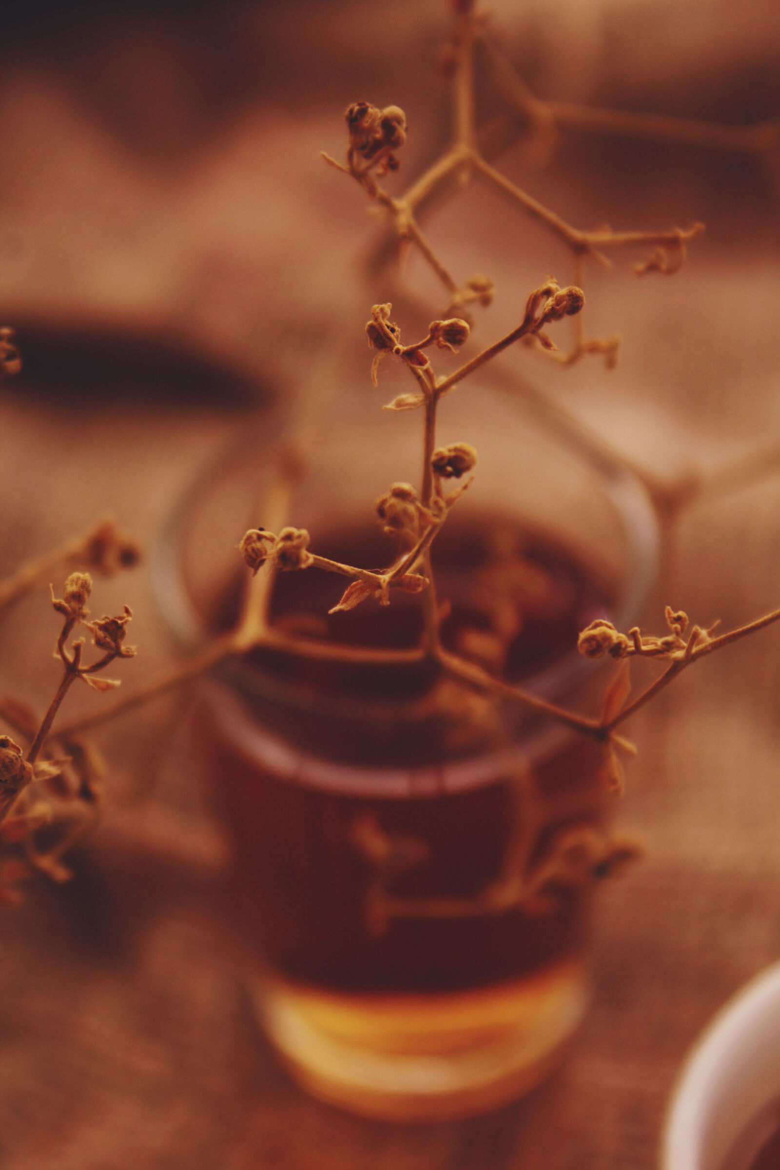 Canon EOS 1200D (EOS Rebel T5 / EOS Kiss X70 / EOS Hi) sample photo. Brown, cinnamon, cosy, green photography