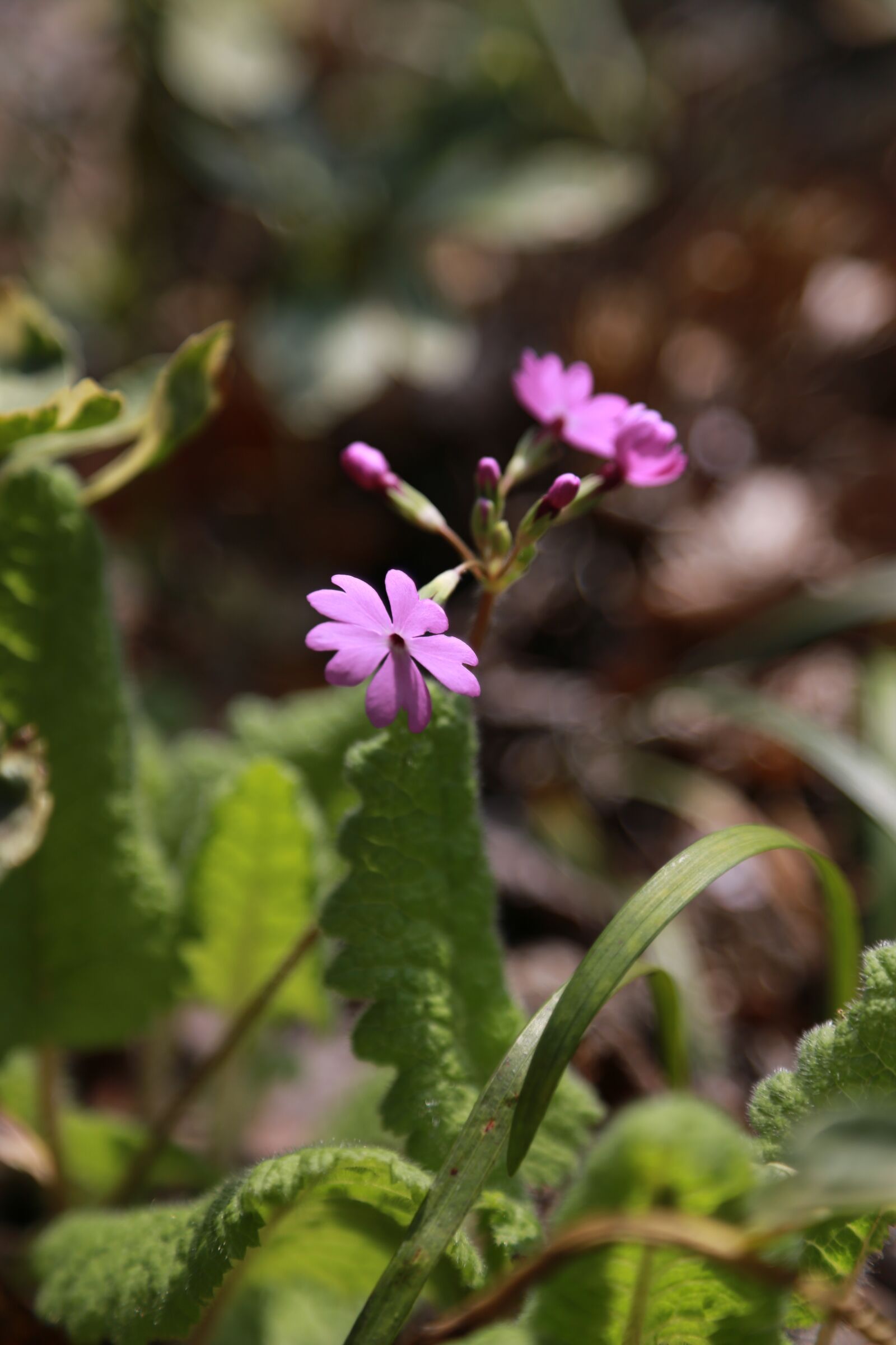 Canon EOS 6D + Canon EF 24-105mm F4L IS USM sample photo. Wildflower, wild, flowers photography