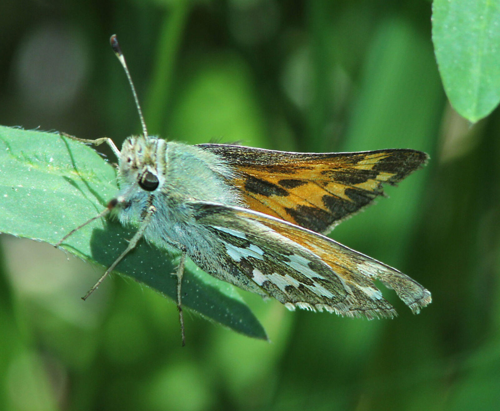 Canon EF 300mm F4L IS USM sample photo