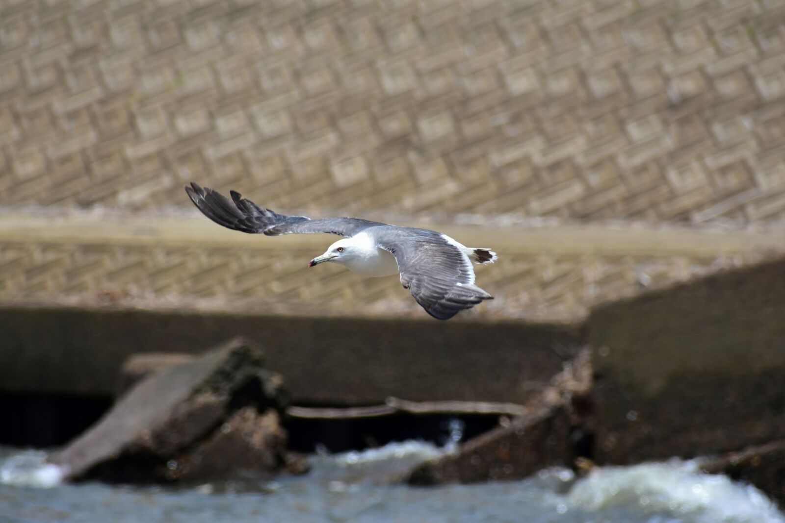 Nikon D7200 sample photo. Animal, sea, beach photography