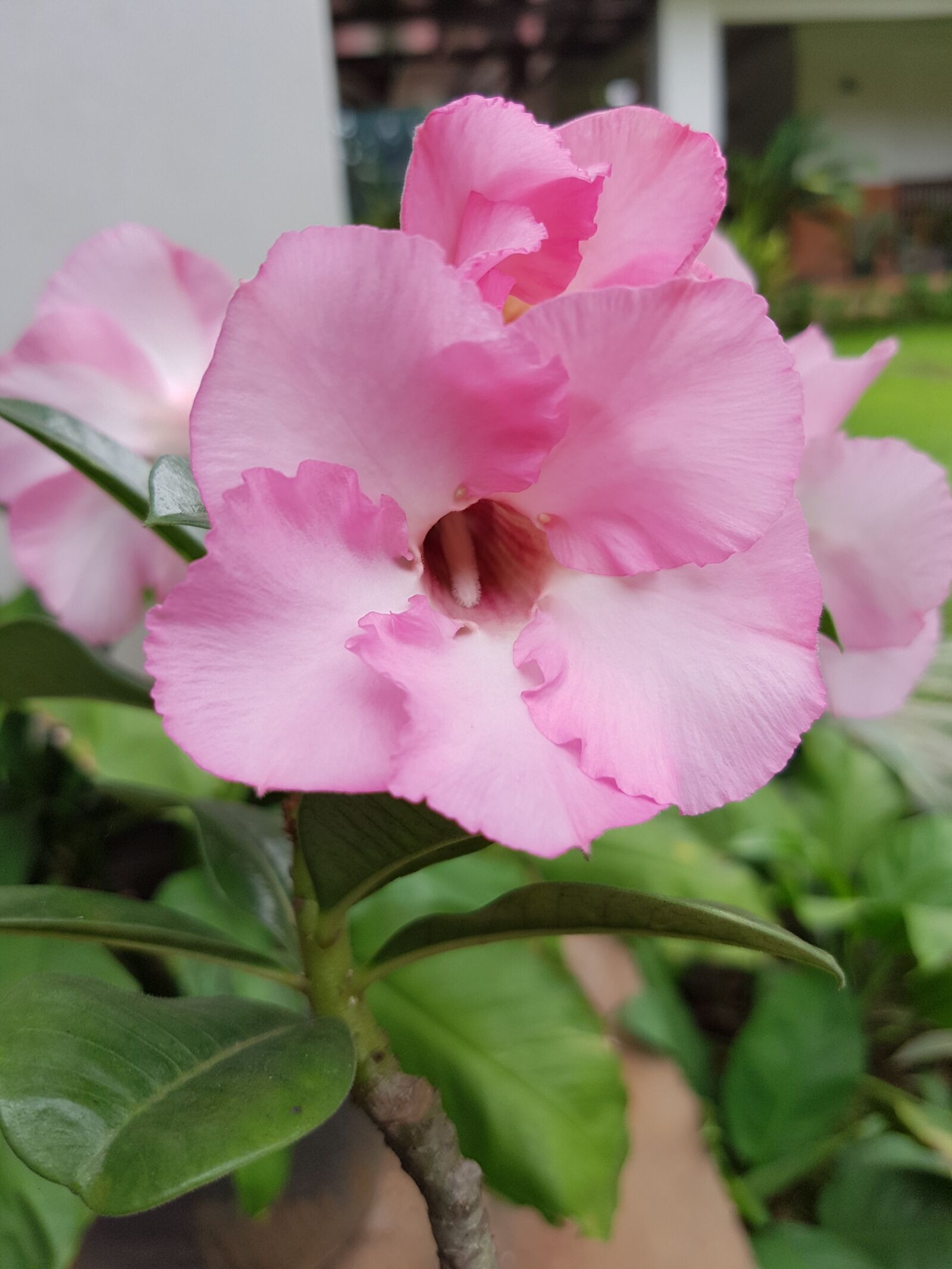 Samsung Galaxy S7 Edge sample photo. Pink flower, petal, spring photography