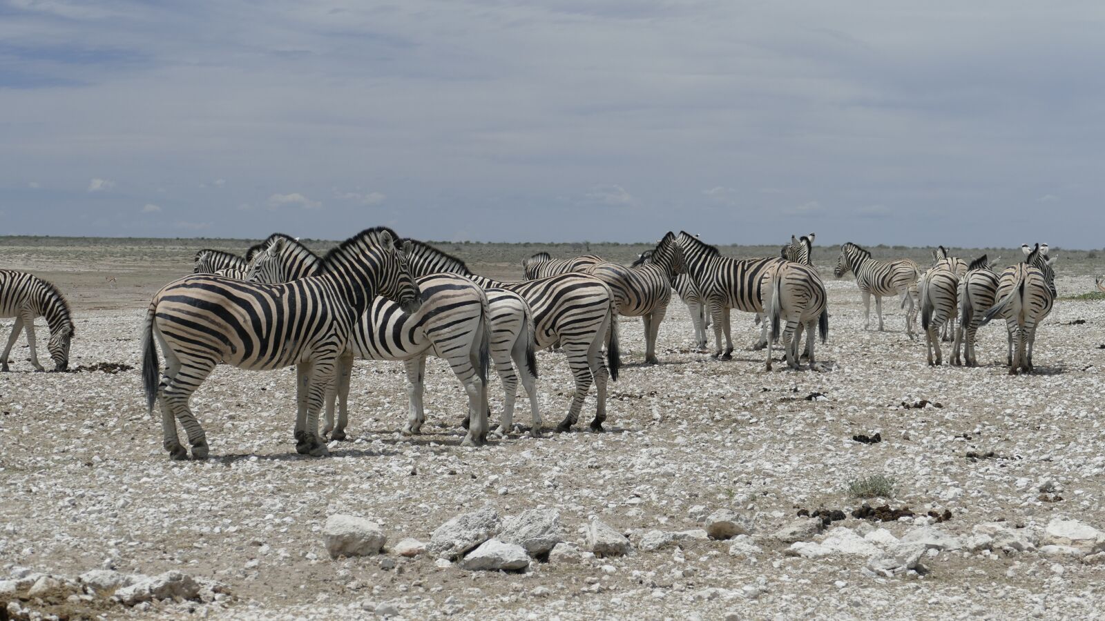 Panasonic Lumix DMC-FZ1000 sample photo. Namibia, zebras, animal photography