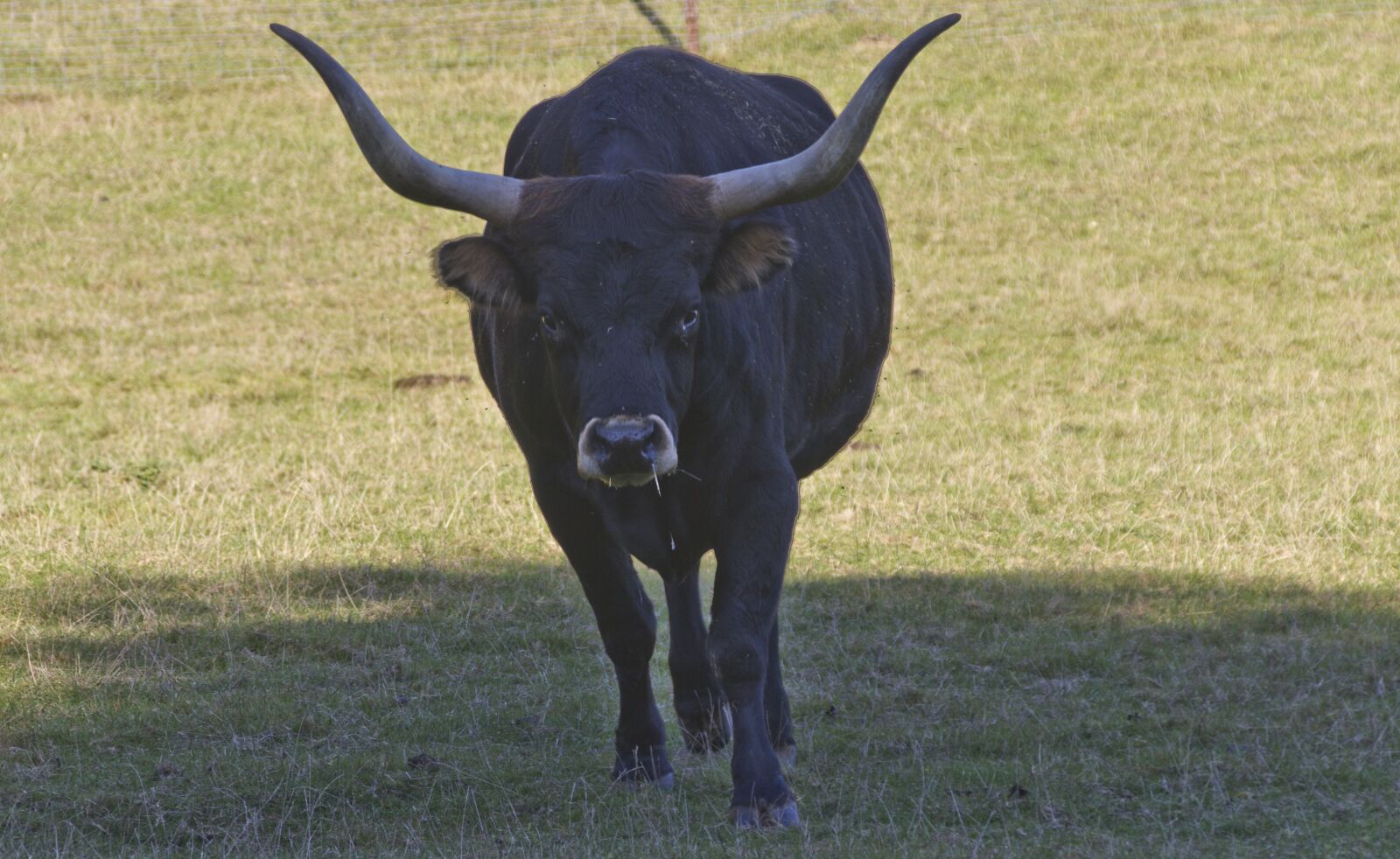 Canon EOS 600D (Rebel EOS T3i / EOS Kiss X5) sample photo. Animal, bull, ruminant photography