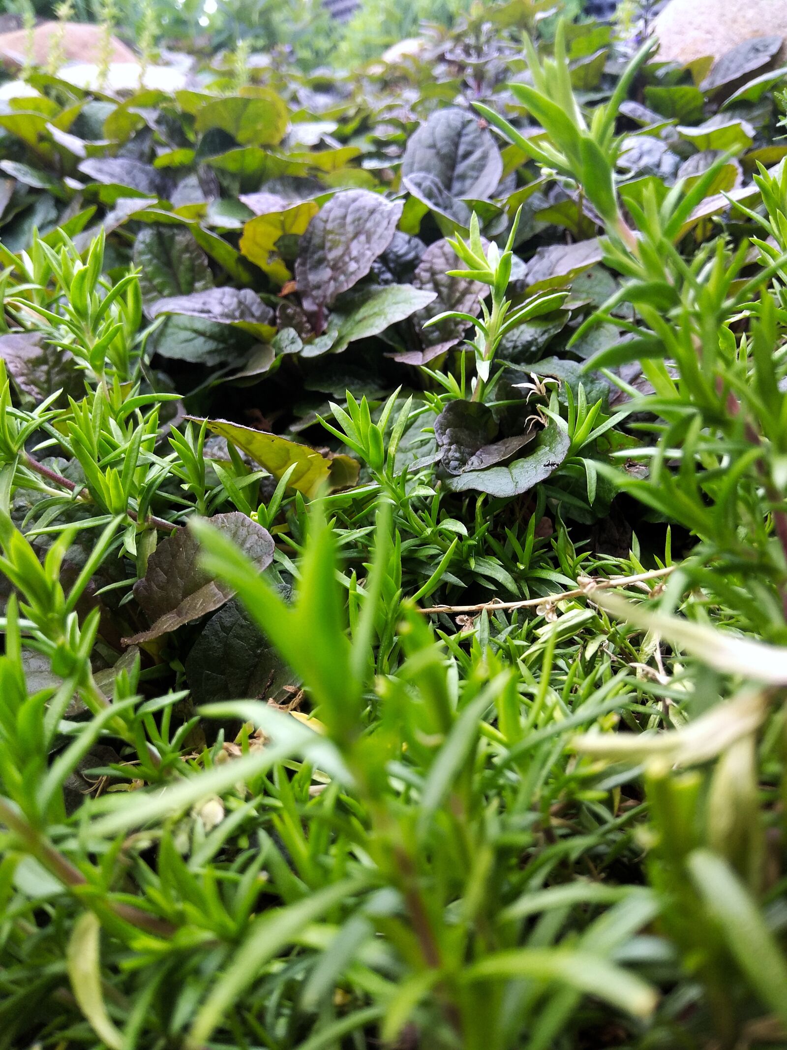 Xiaomi Redmi Note 4 sample photo. Nature, forest, green photography