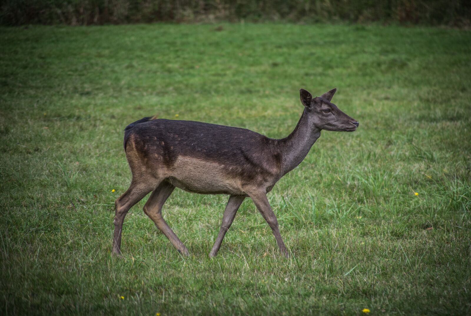 Nikon D5300 sample photo. Doe, fallow deer, hart photography