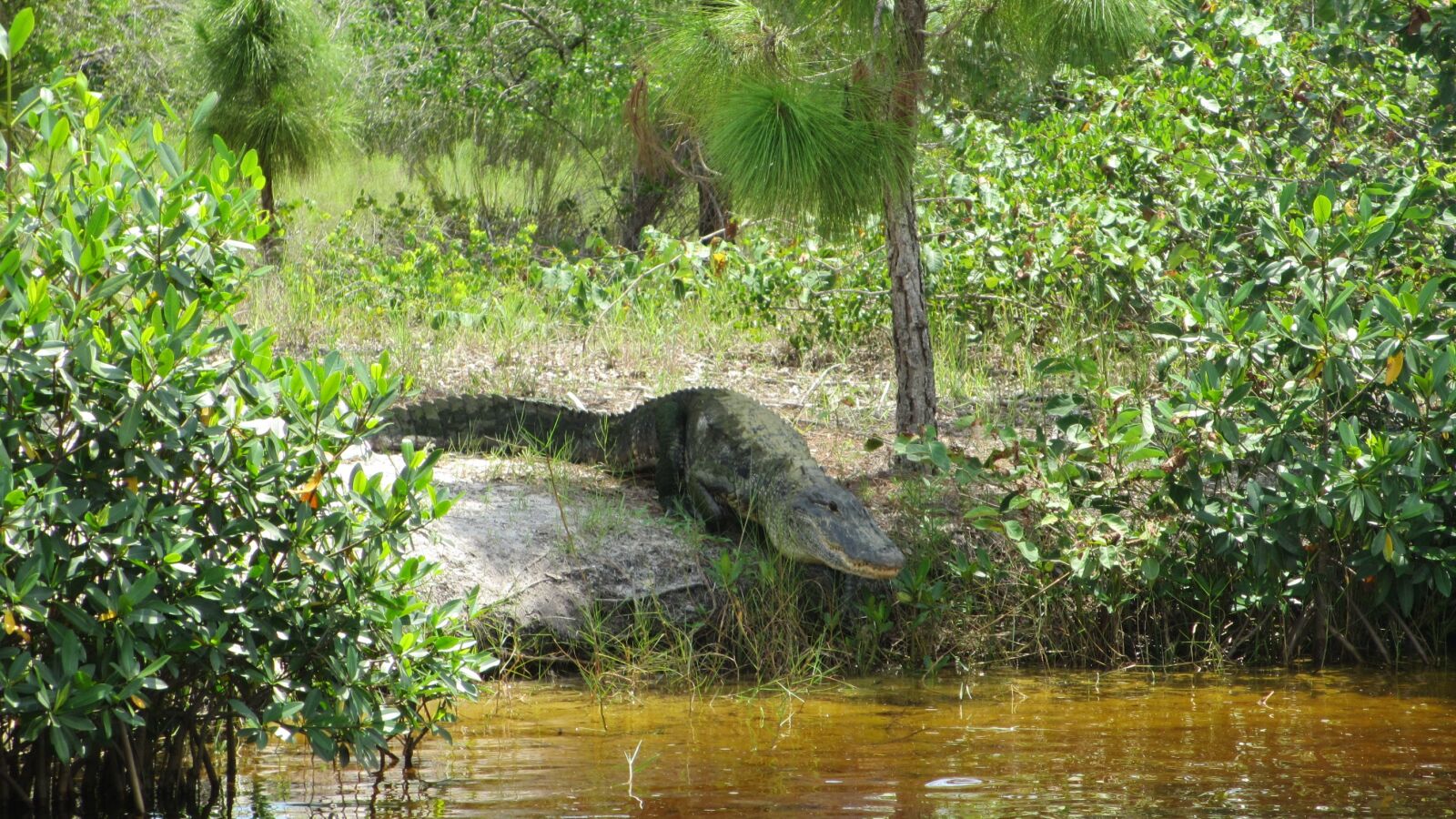 Canon PowerShot ELPH 310 HS (IXUS 230 HS / IXY 600F) sample photo. Alligator, florida, crocodile photography
