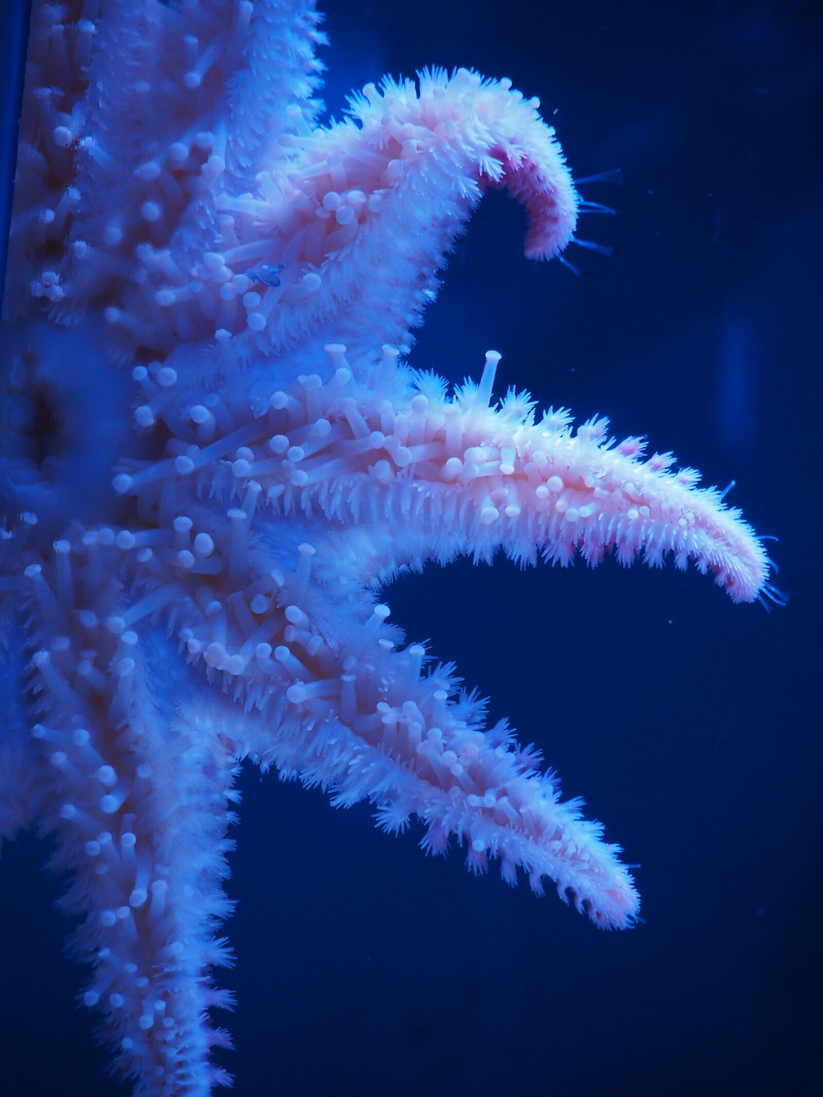 Olympus OM-D E-M10 II sample photo. Starfish, sea, nature photography