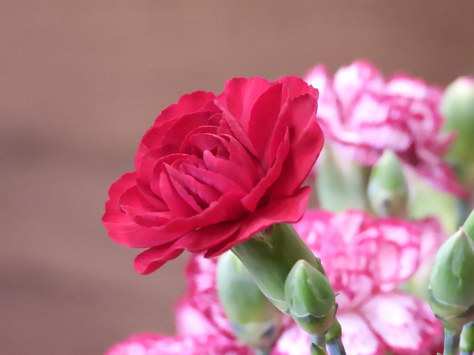 Nikon Coolpix P1000 sample photo. Flowers, cloves, pink photography
