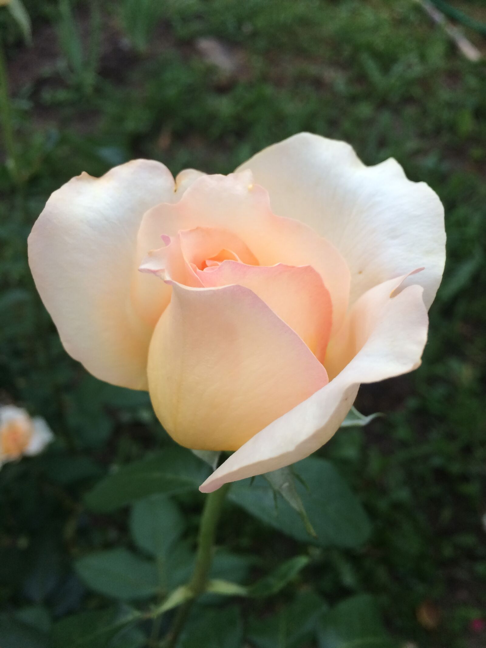 iPhone 5s back camera 4.15mm f/2.2 sample photo. Flower, nature, plant photography