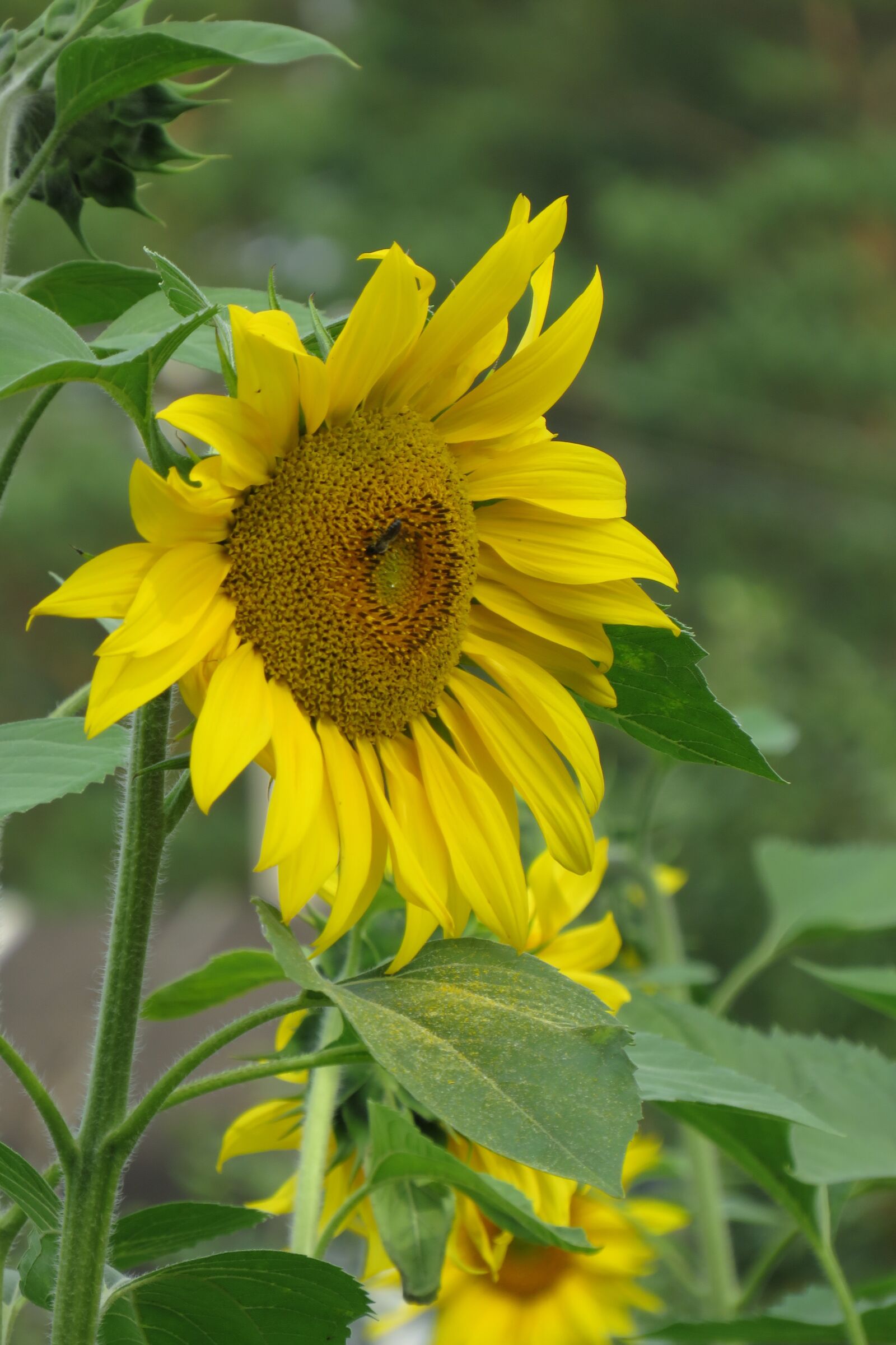 Canon PowerShot SX540 HS sample photo. Sunflower, green, summer photography