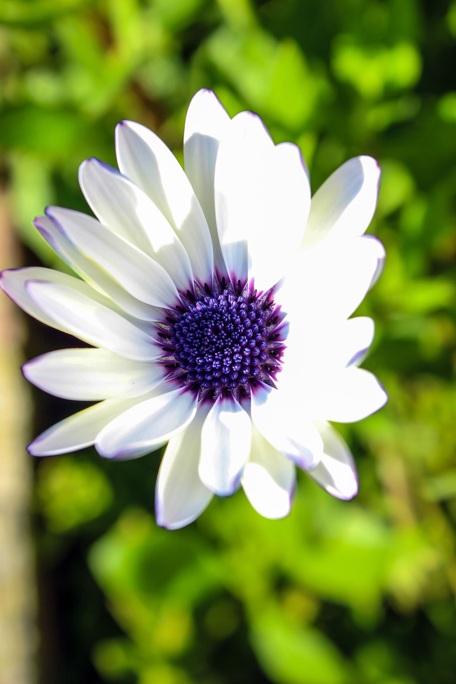 Canon EOS 600D (Rebel EOS T3i / EOS Kiss X5) sample photo. Flower, violet, nature photography