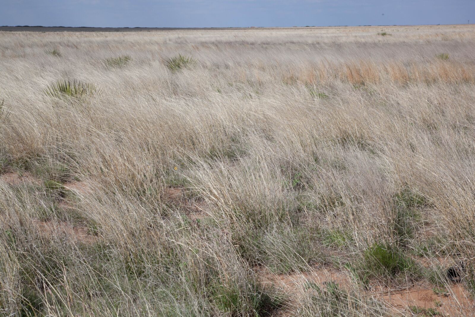 Canon EOS 5D Mark II sample photo. Landscape, shortgrass, prairie, dry photography