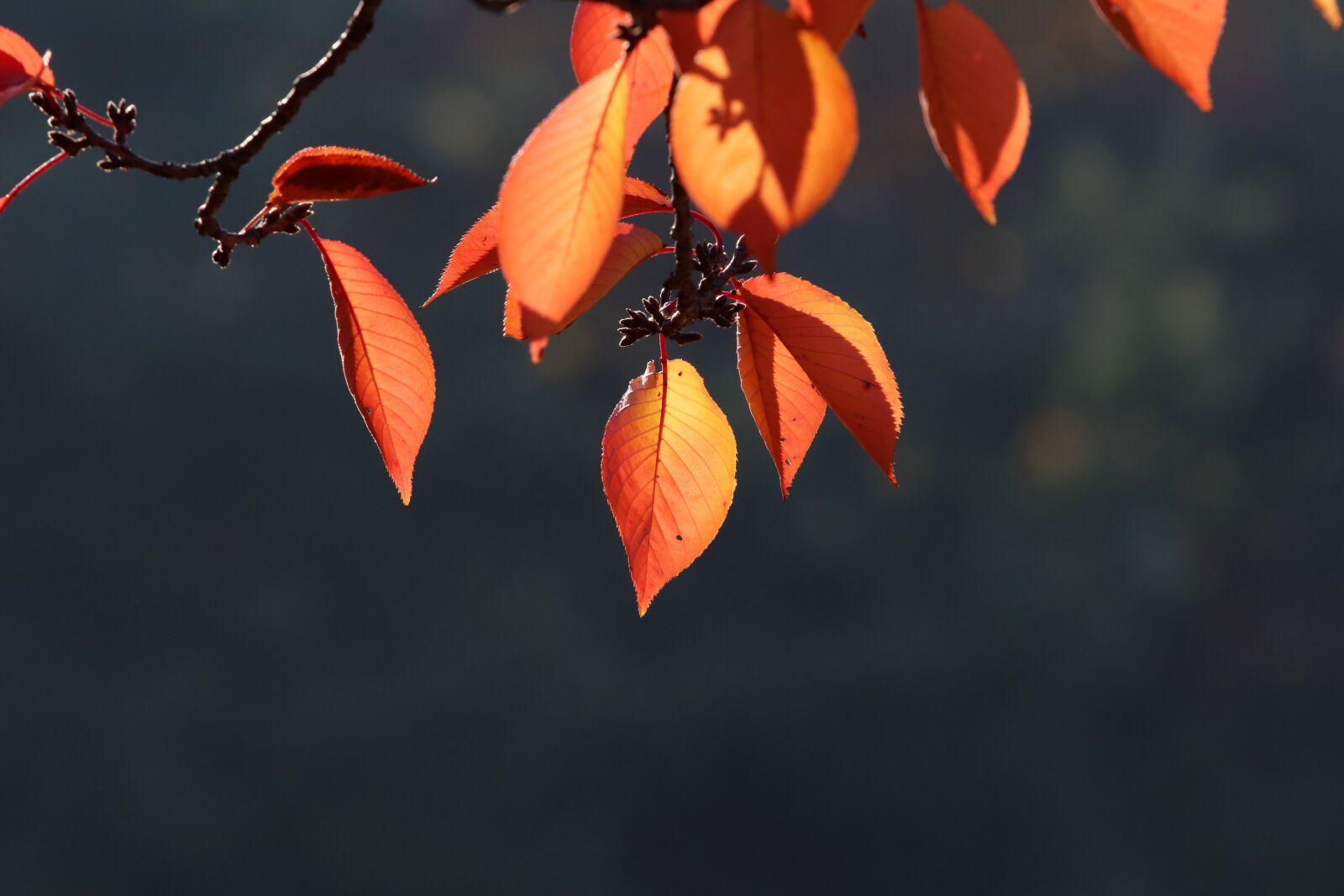 Canon EF 70-200mm F2.8L USM sample photo. Autumn, autumn leaves, the photography