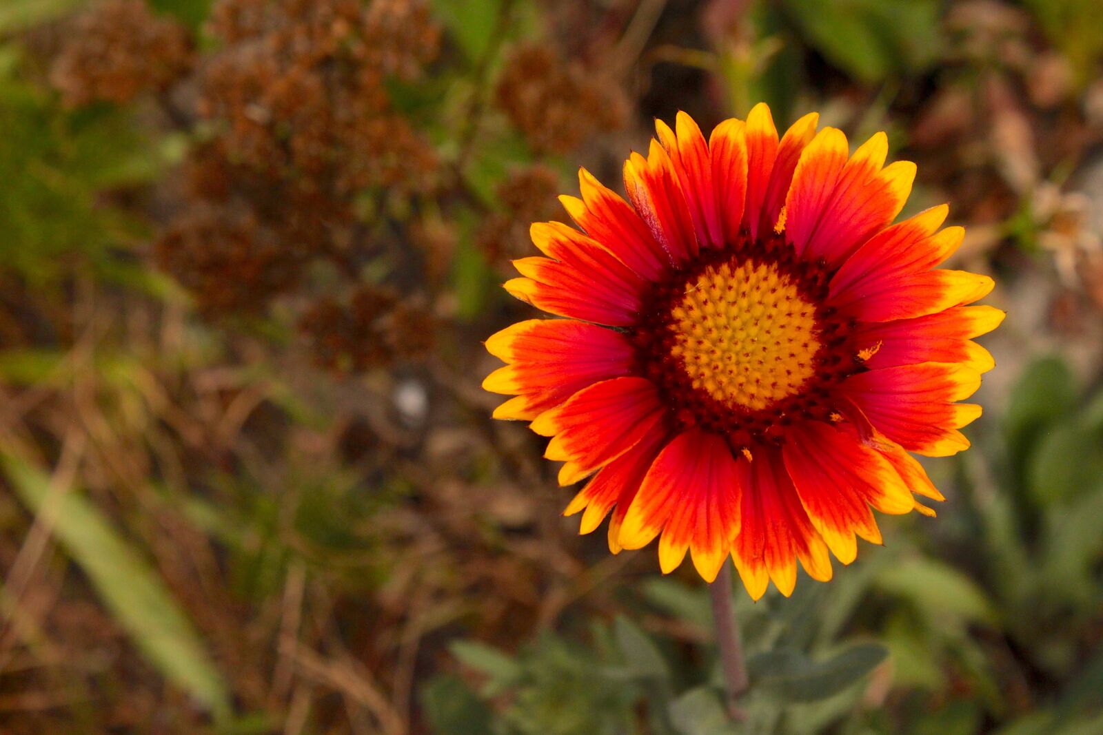 Canon EOS 500D (EOS Rebel T1i / EOS Kiss X3) sample photo. Flower, red, summer photography