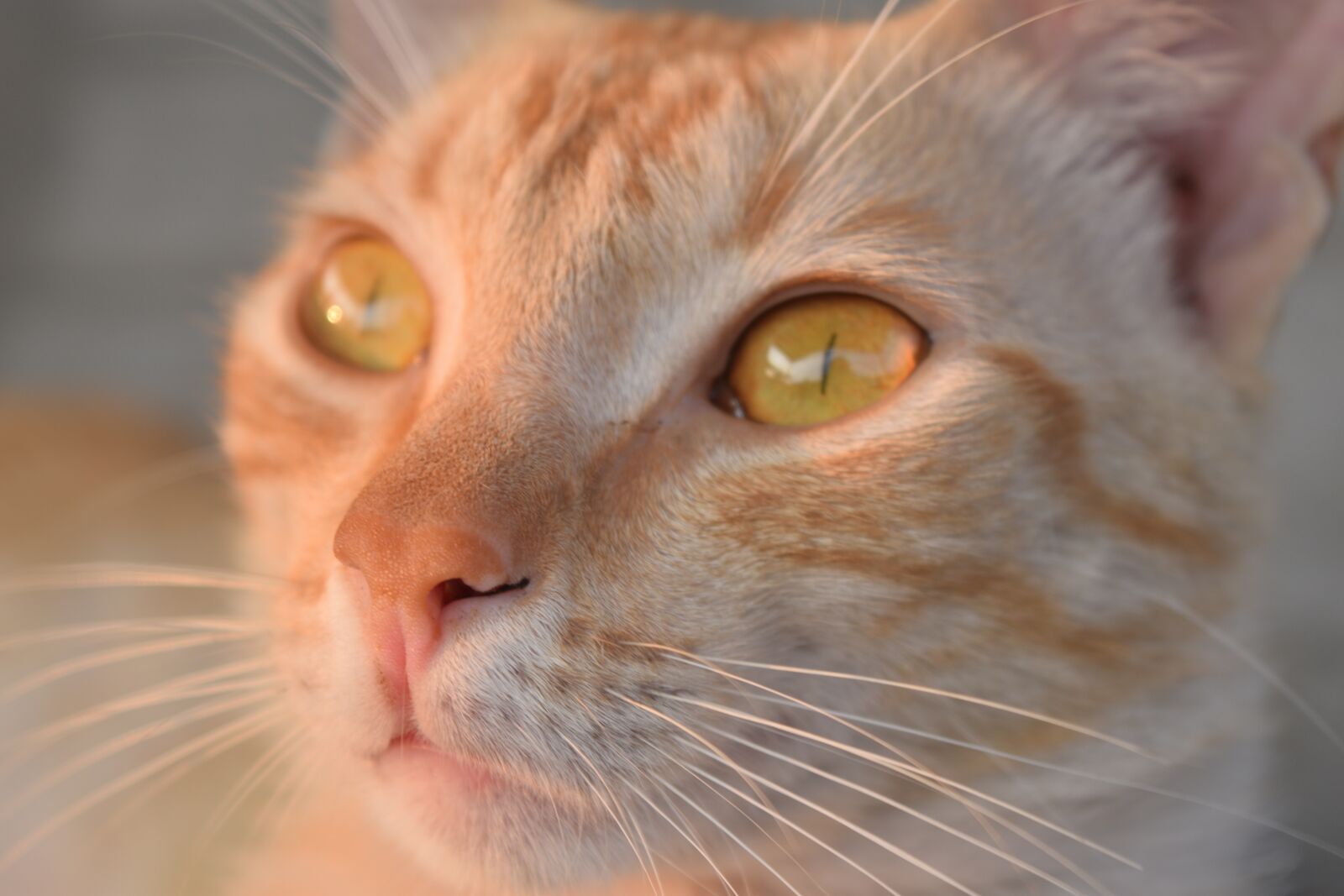 Nikon D3300 sample photo. Cat, feline, animal photography
