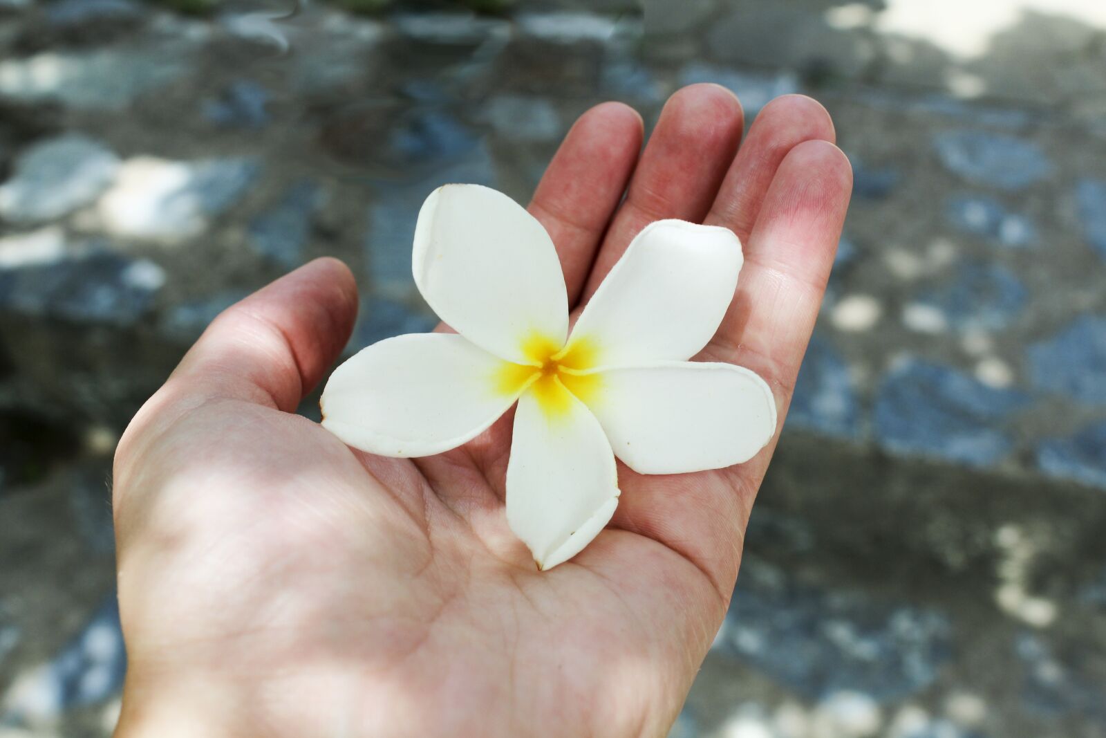 Canon EOS 600D (Rebel EOS T3i / EOS Kiss X5) sample photo. Nature, flower, summer photography