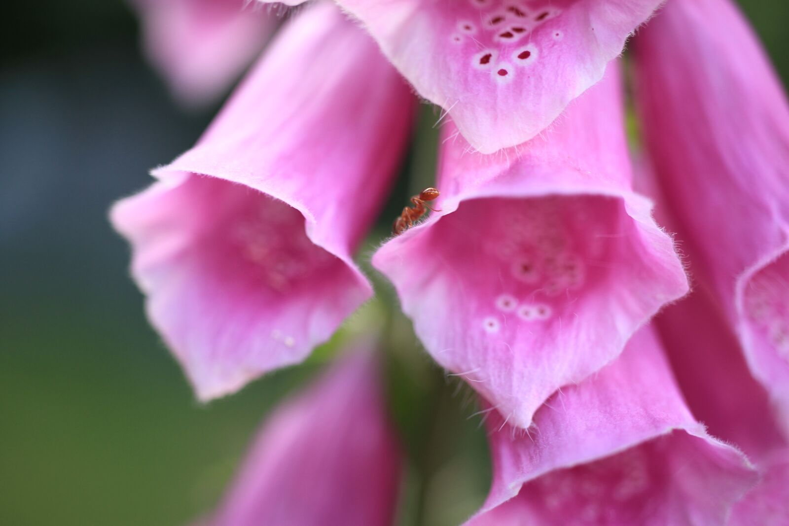 Canon EOS 7D sample photo. Digitalis, thimble, blossom photography