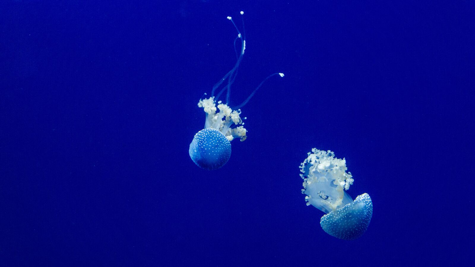Sony a6000 sample photo. Jellyfish, ocean, sea photography