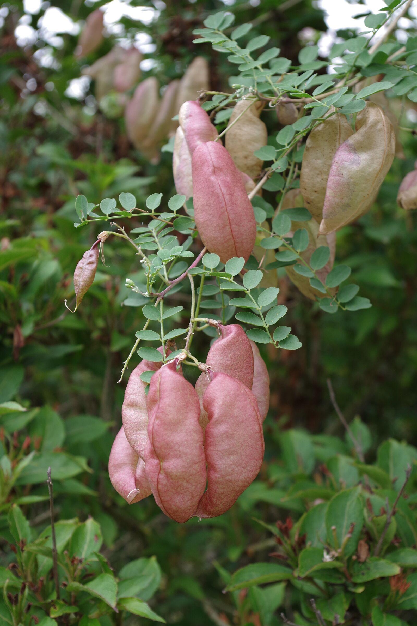 Pentax K-S2 sample photo. Pod, plant, garden photography