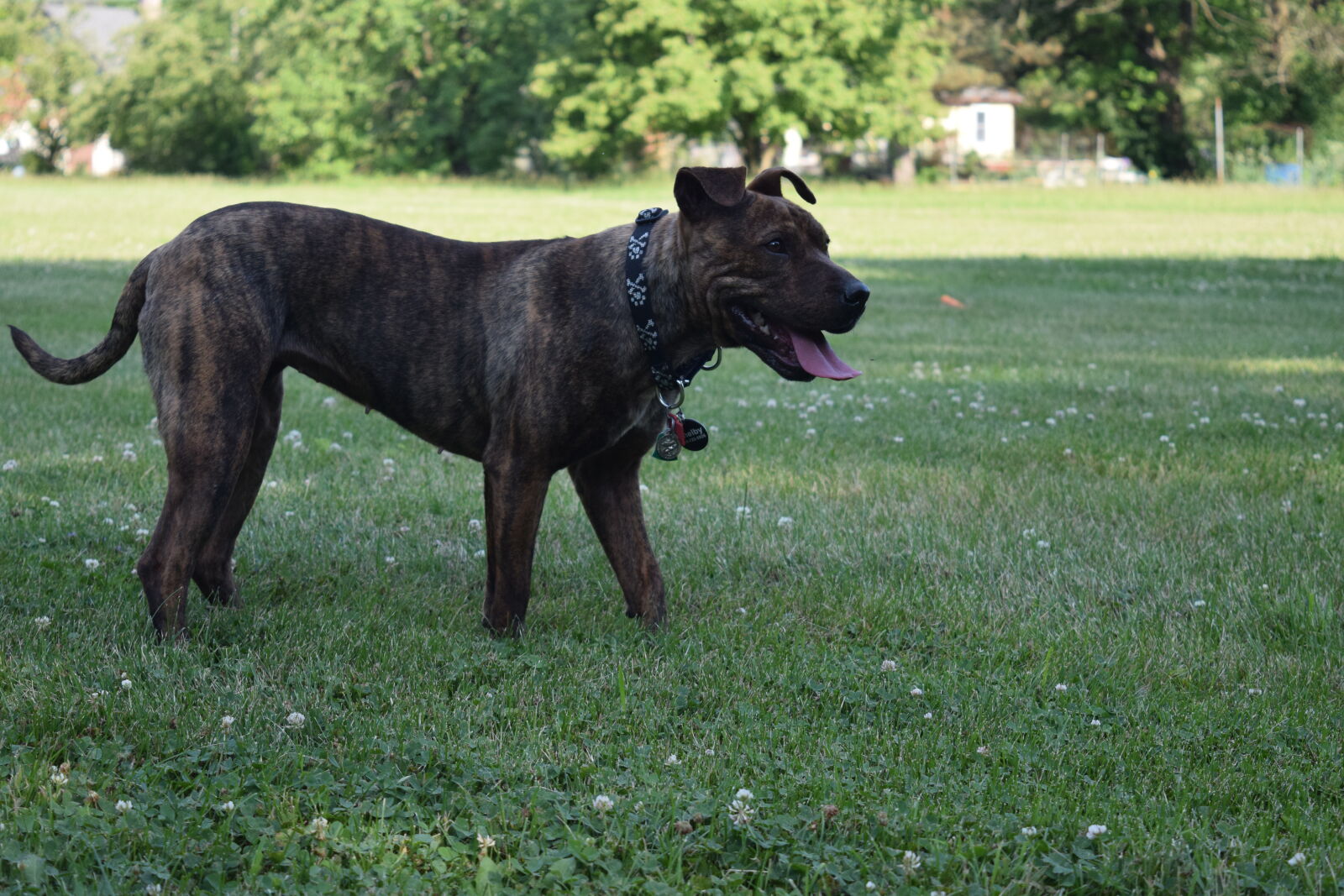 Nikon D3300 sample photo