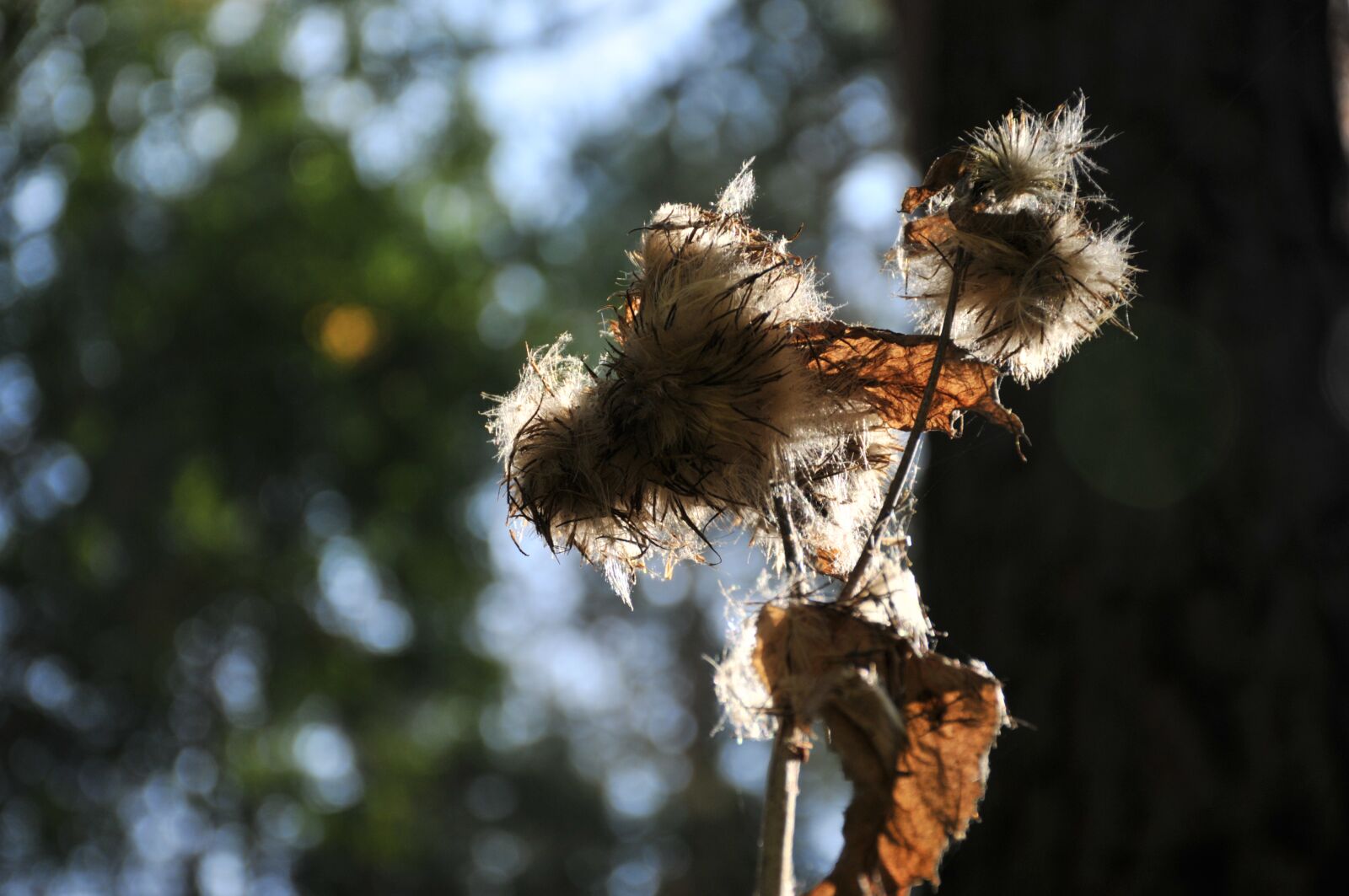 Nikon D300S sample photo. Hotspot, forest, plant photography