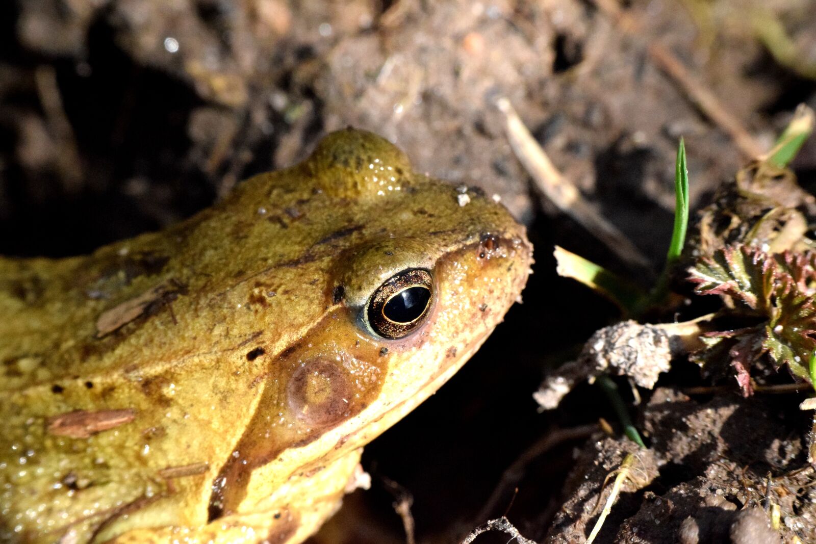Nikon D5300 sample photo. Nature, frog, animal world photography